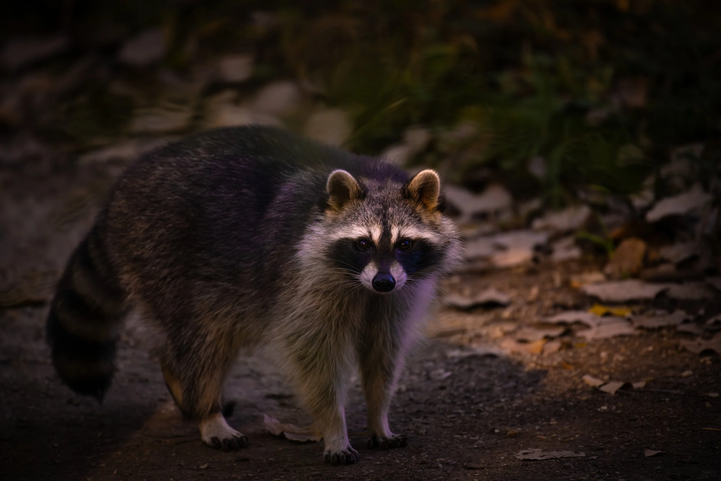 Raccoon 15.jpeg