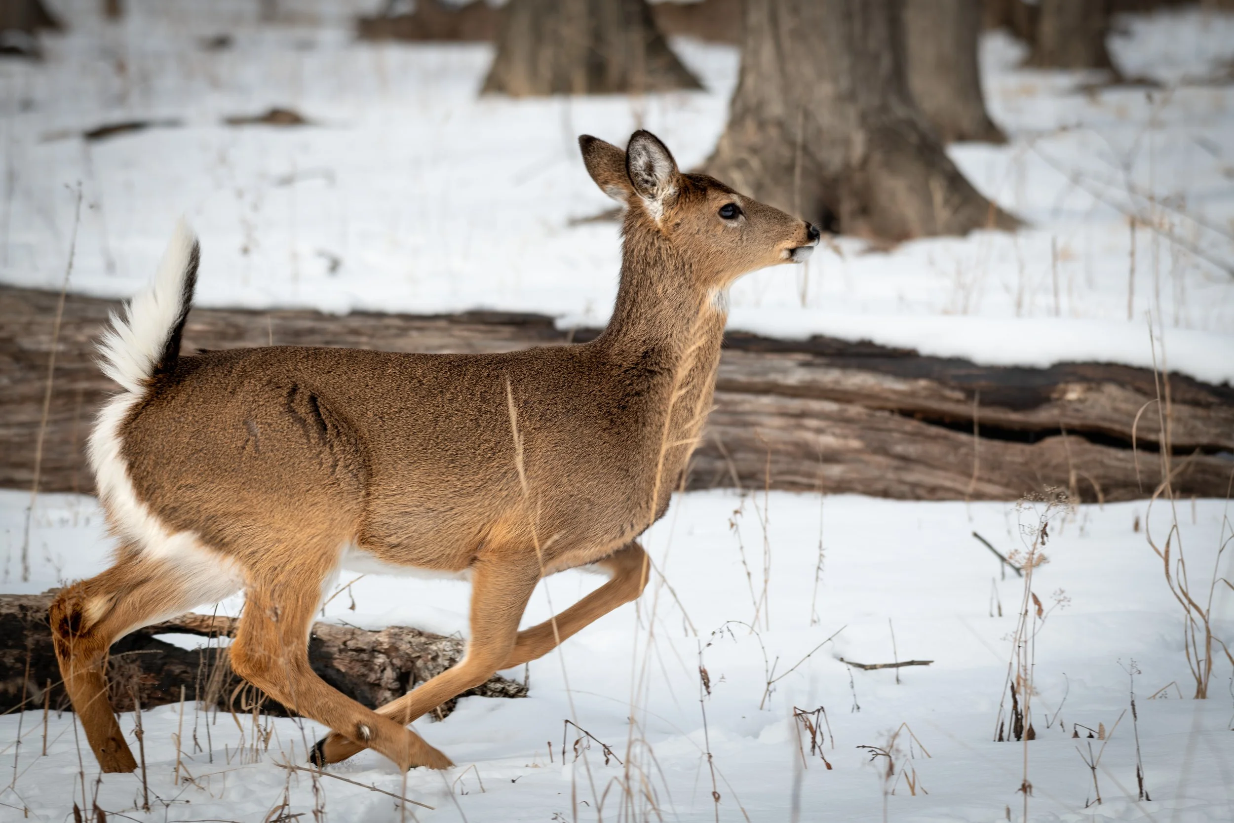 Deer Running.jpeg