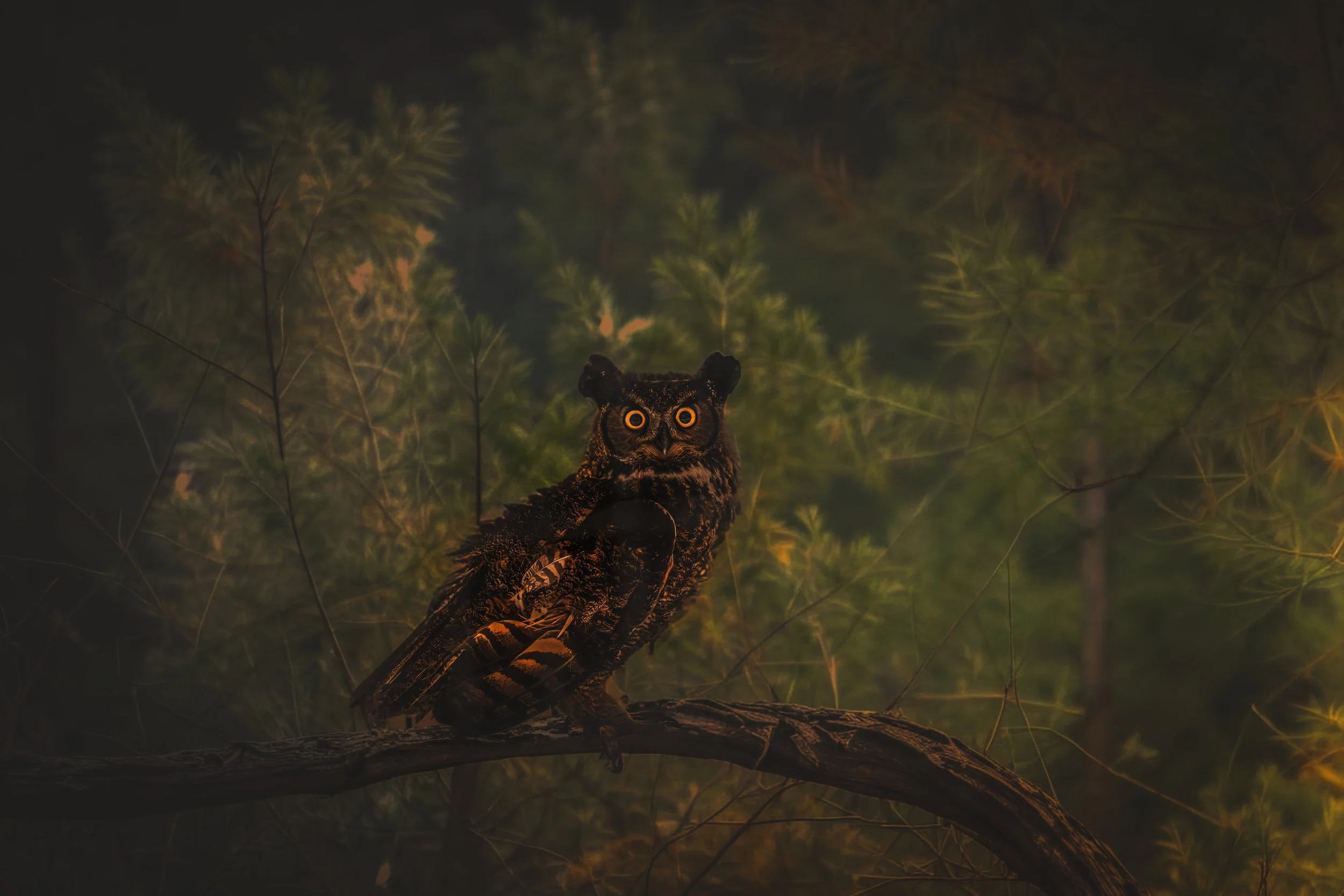 Dark Owl.jpeg