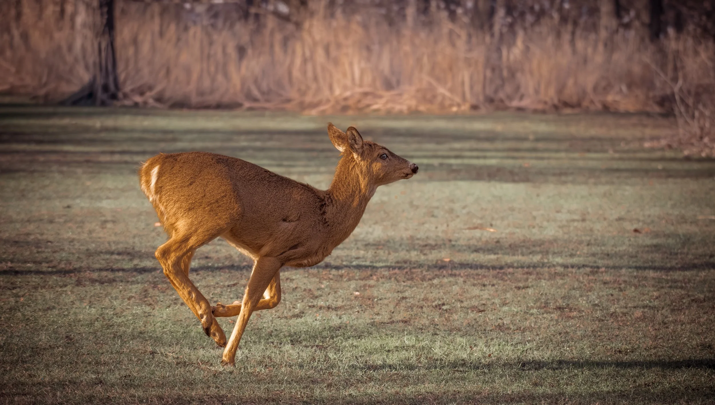 Running Fawn 400.jpeg