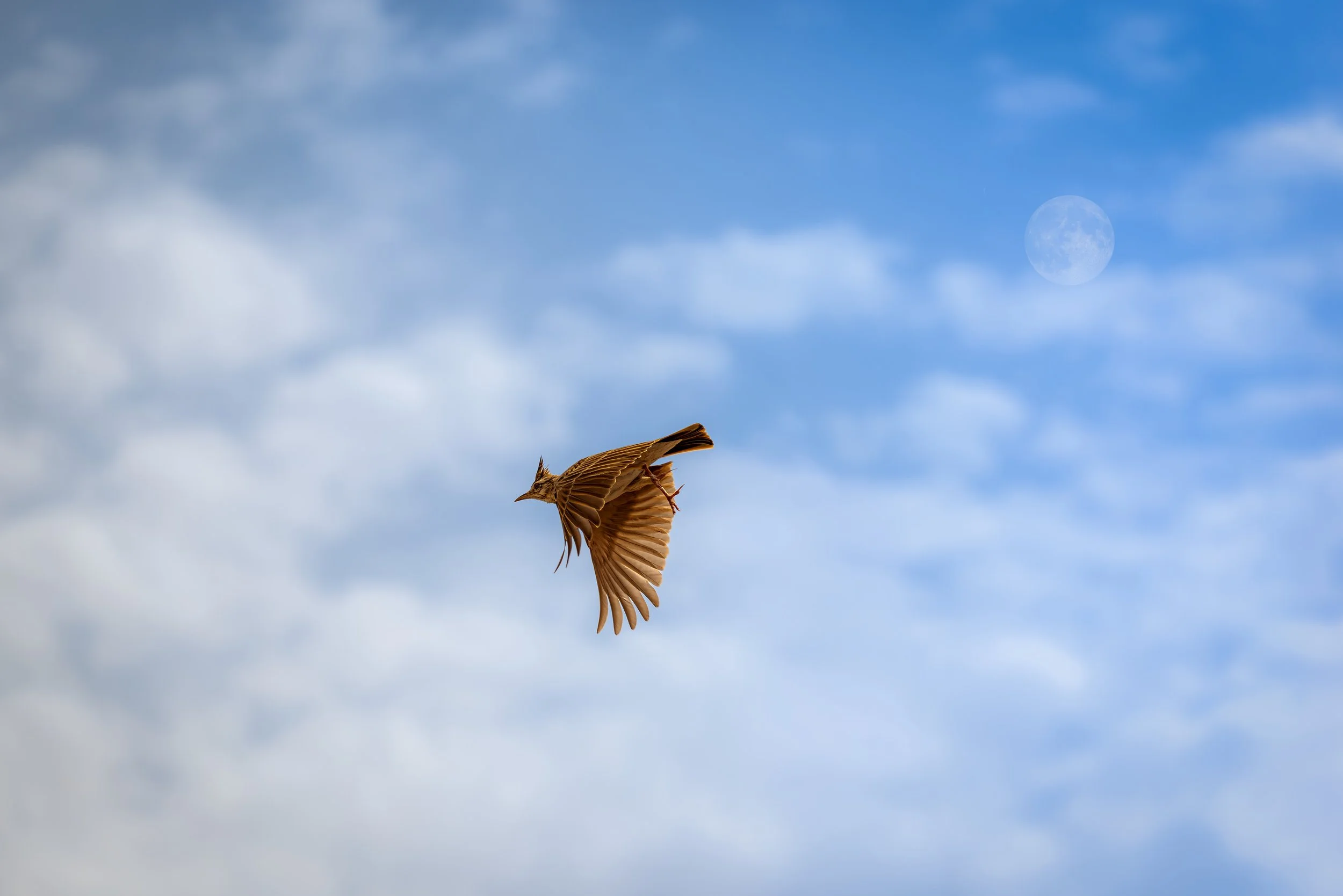 Eurasian Skylark.jpeg