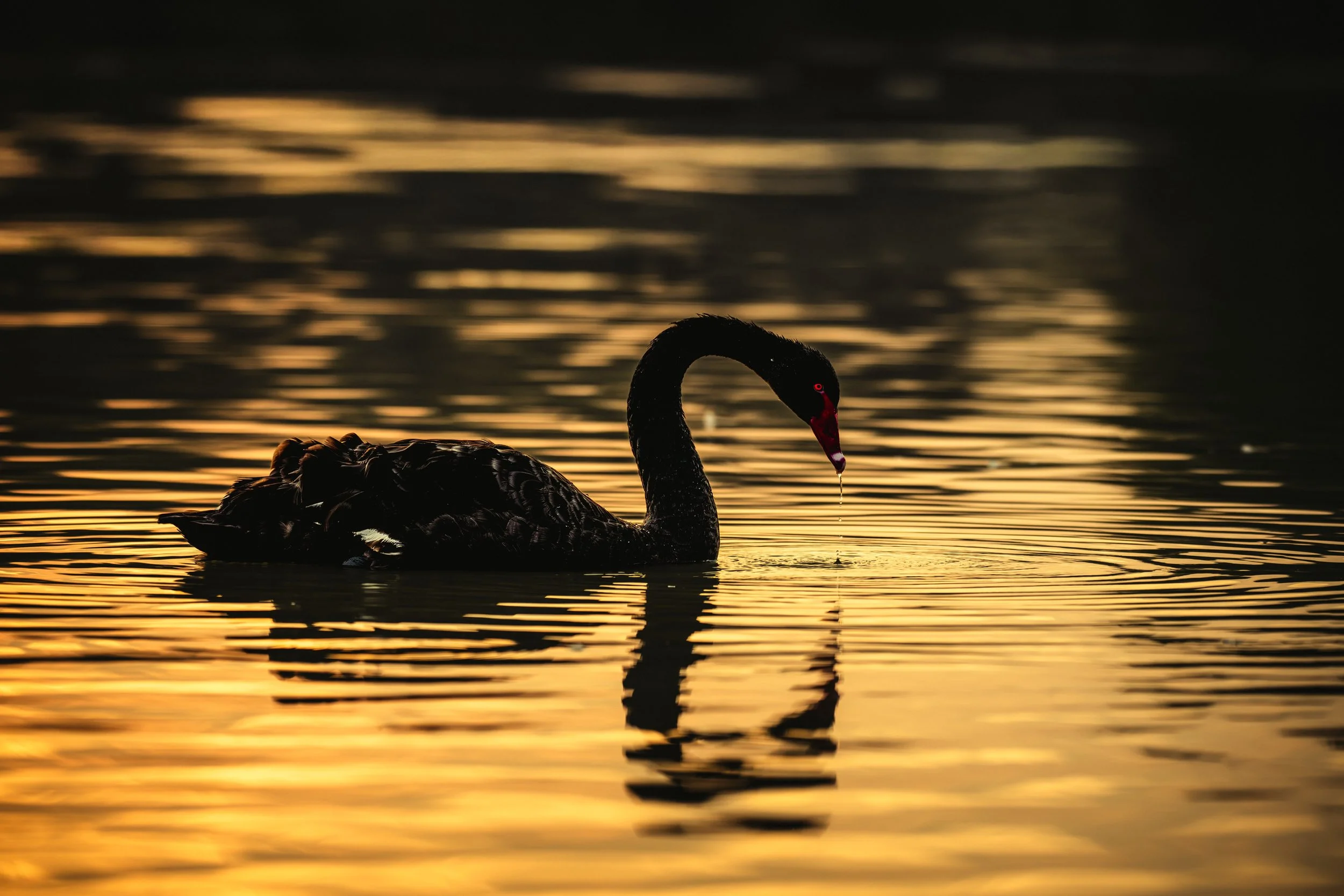 Black Swan 1112.jpeg