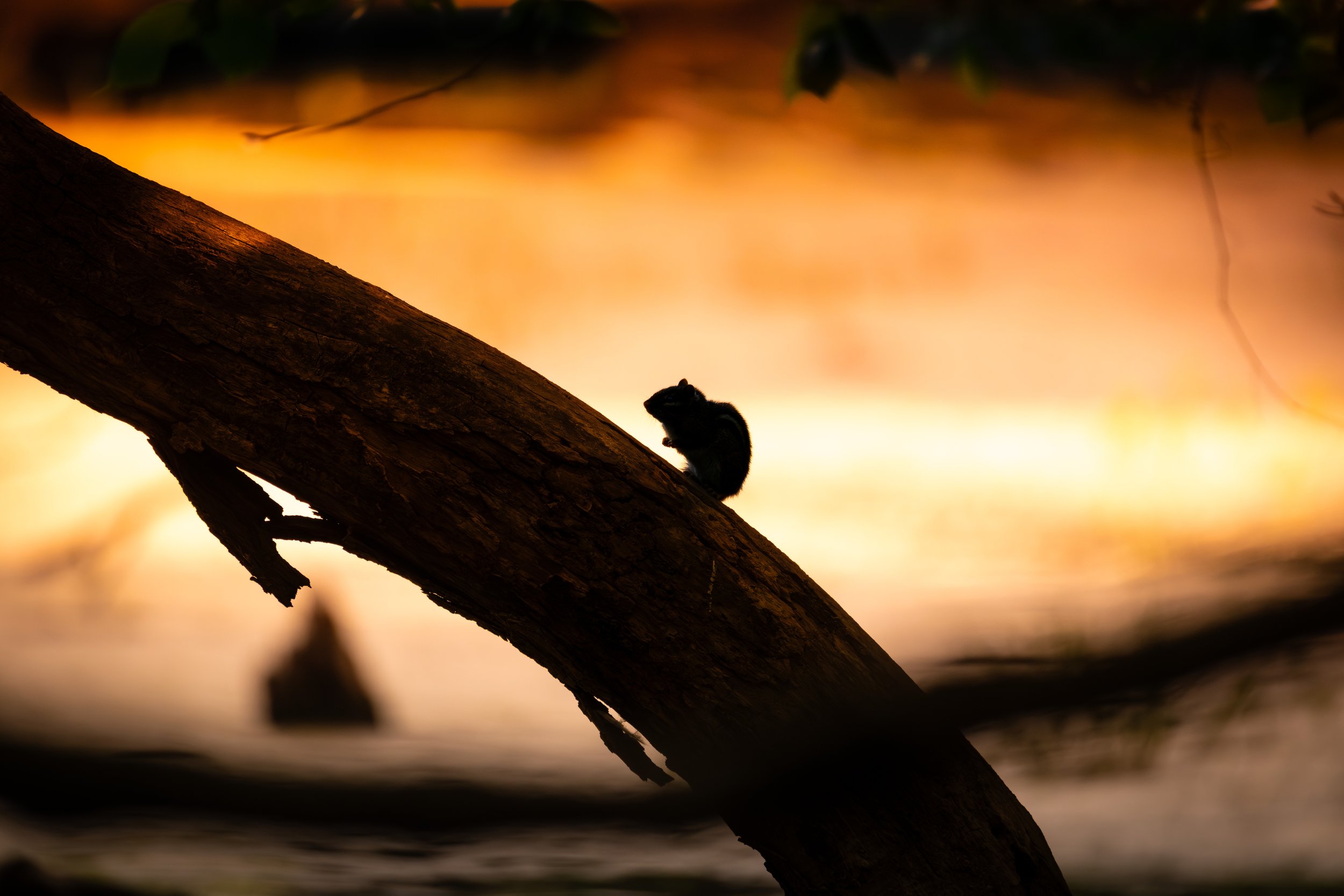 Sunset silhouete.jpeg