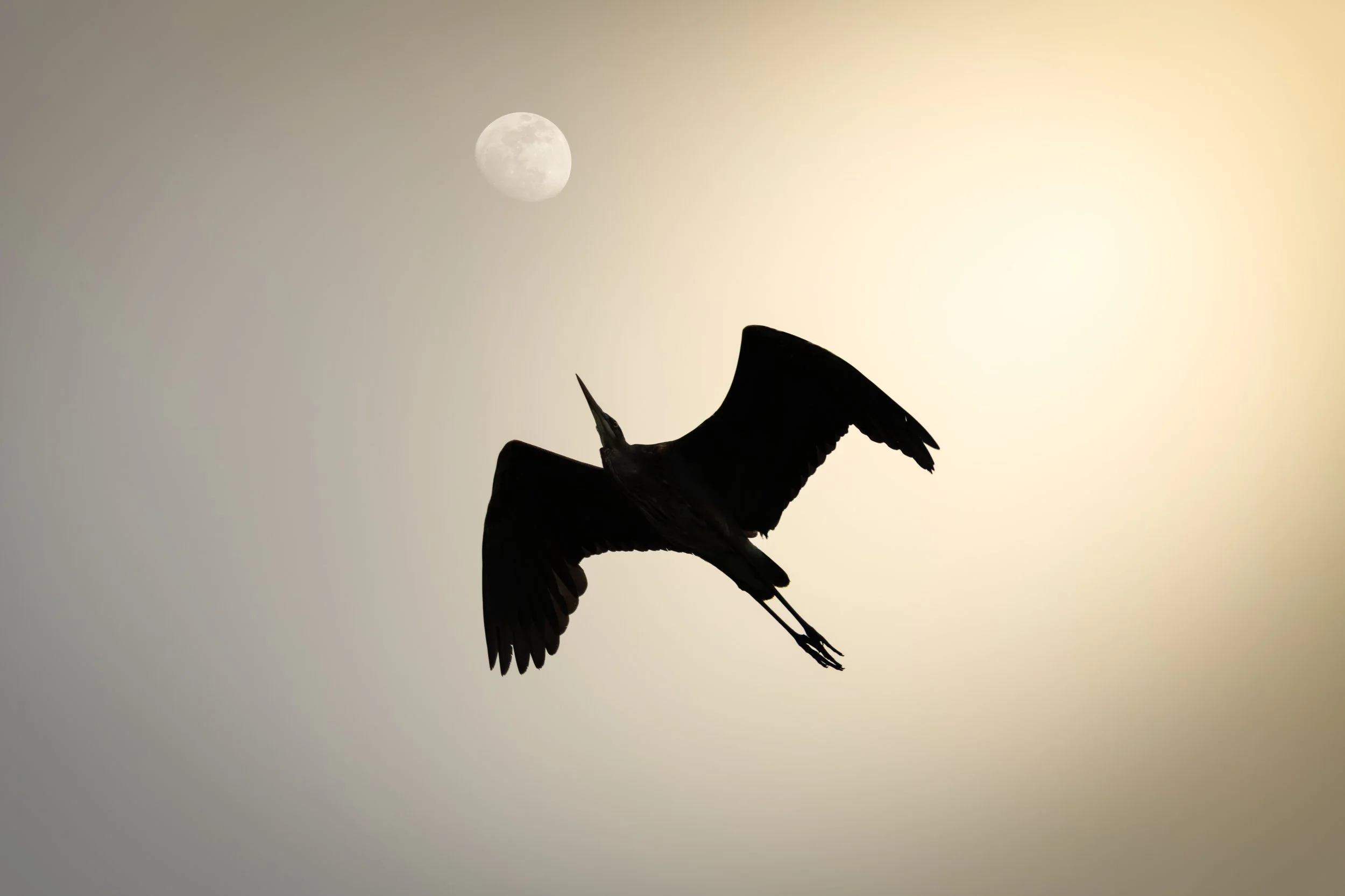 Great Blue Heron.jpeg