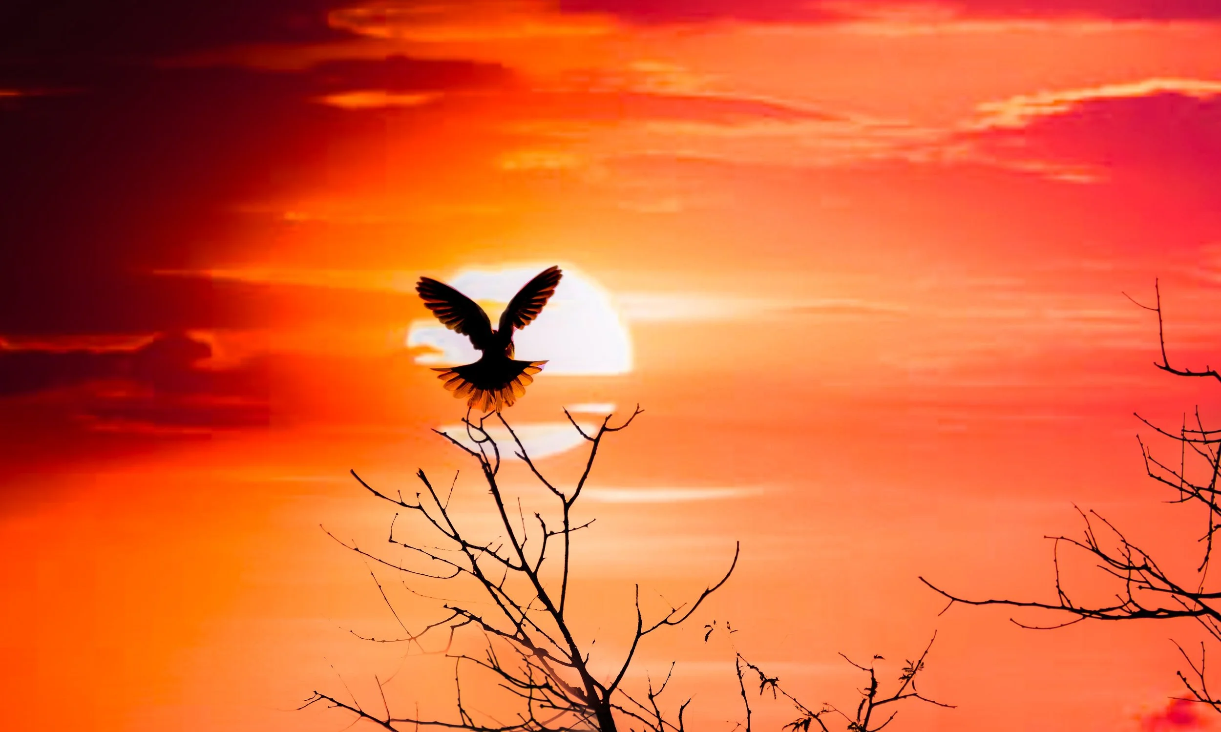 Pigeon solhouette2.jpeg