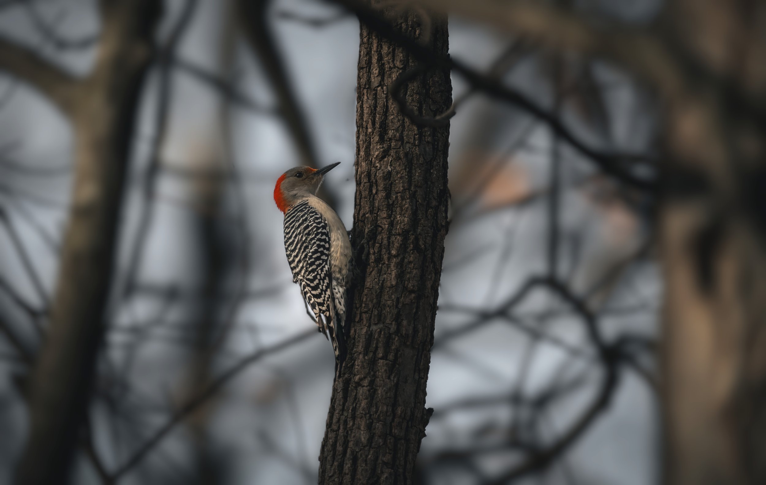 woodpecker 407.jpeg