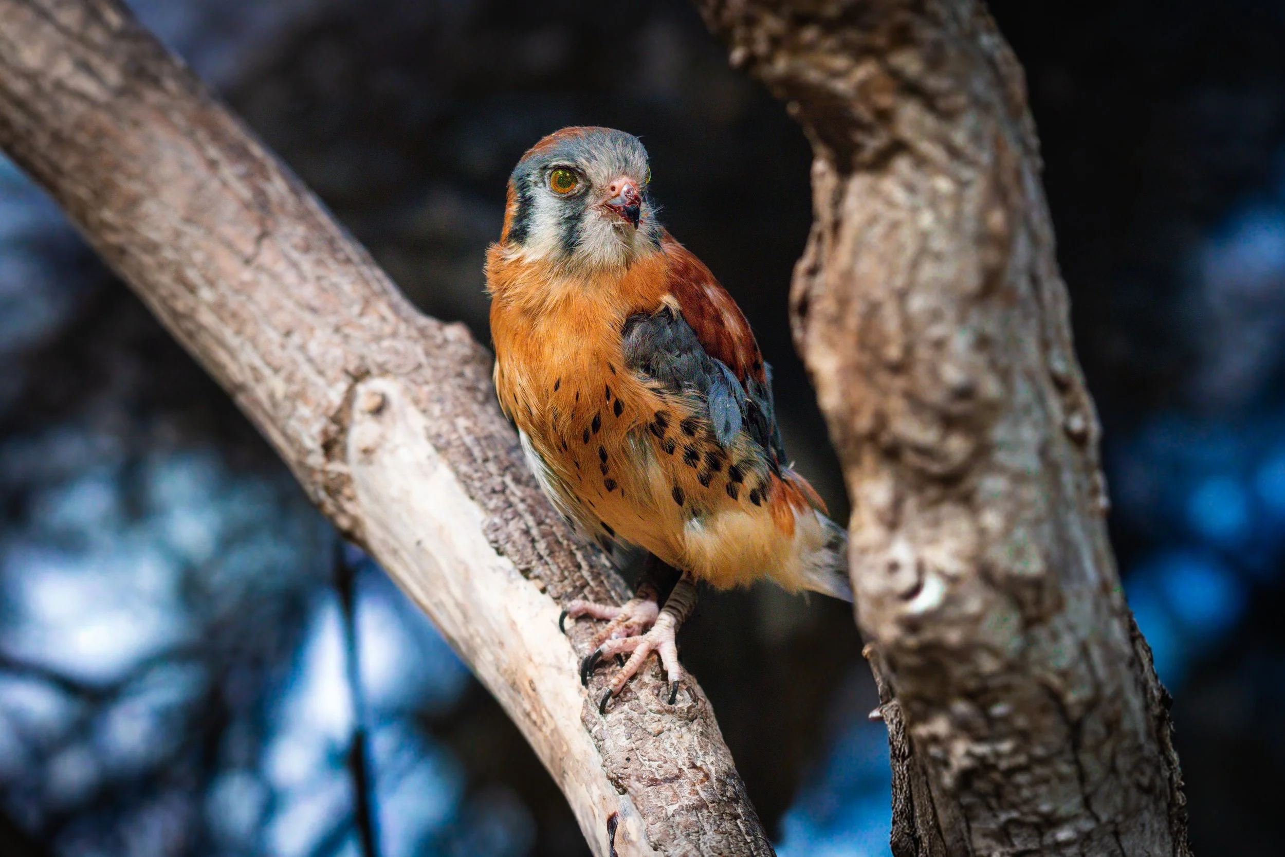 Mini Hawk.jpeg