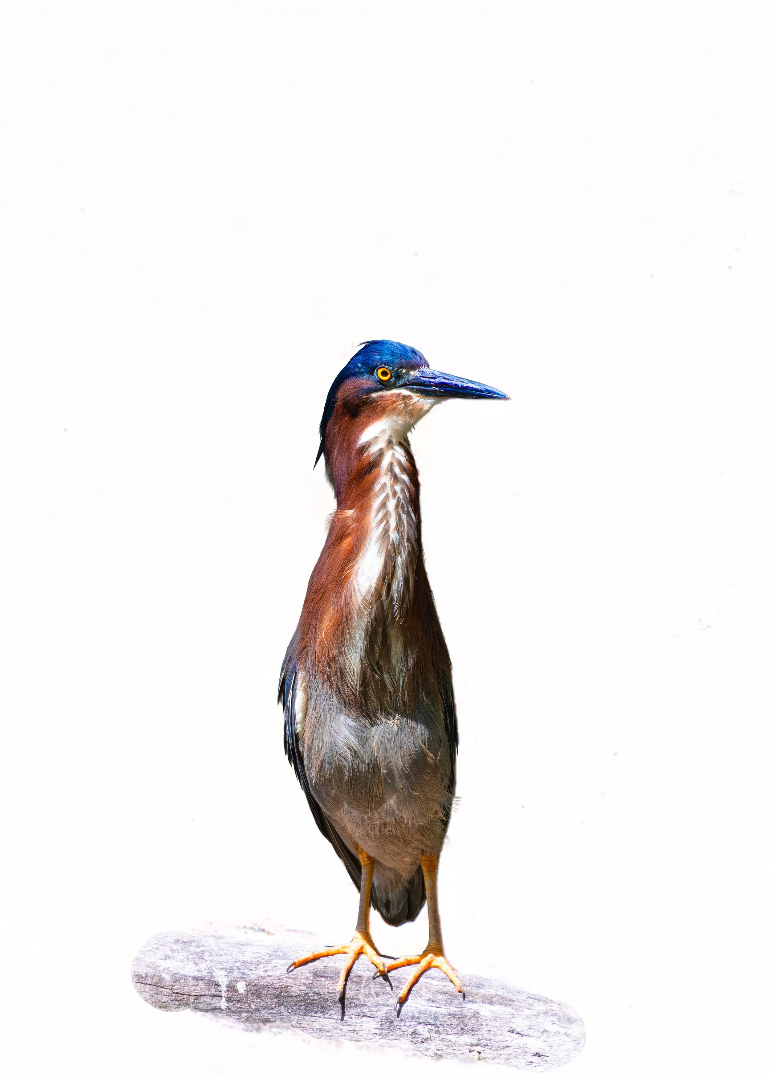 Green Heron white background.jpeg