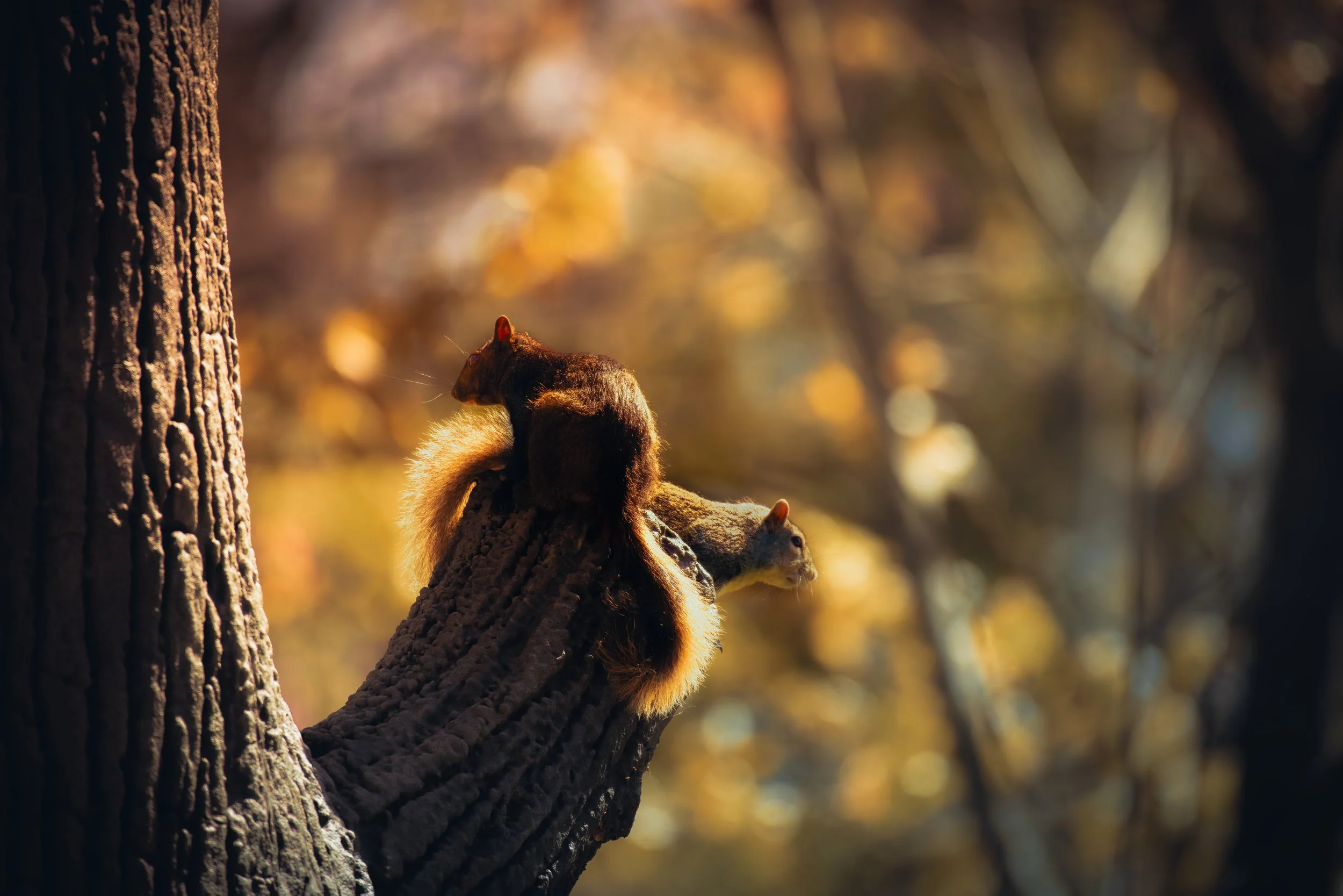 Squirrel.jpeg