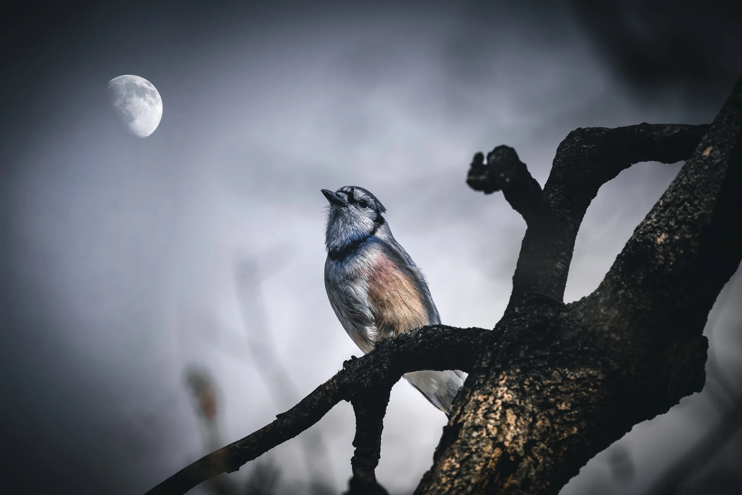 Bluejay Moon.jpeg