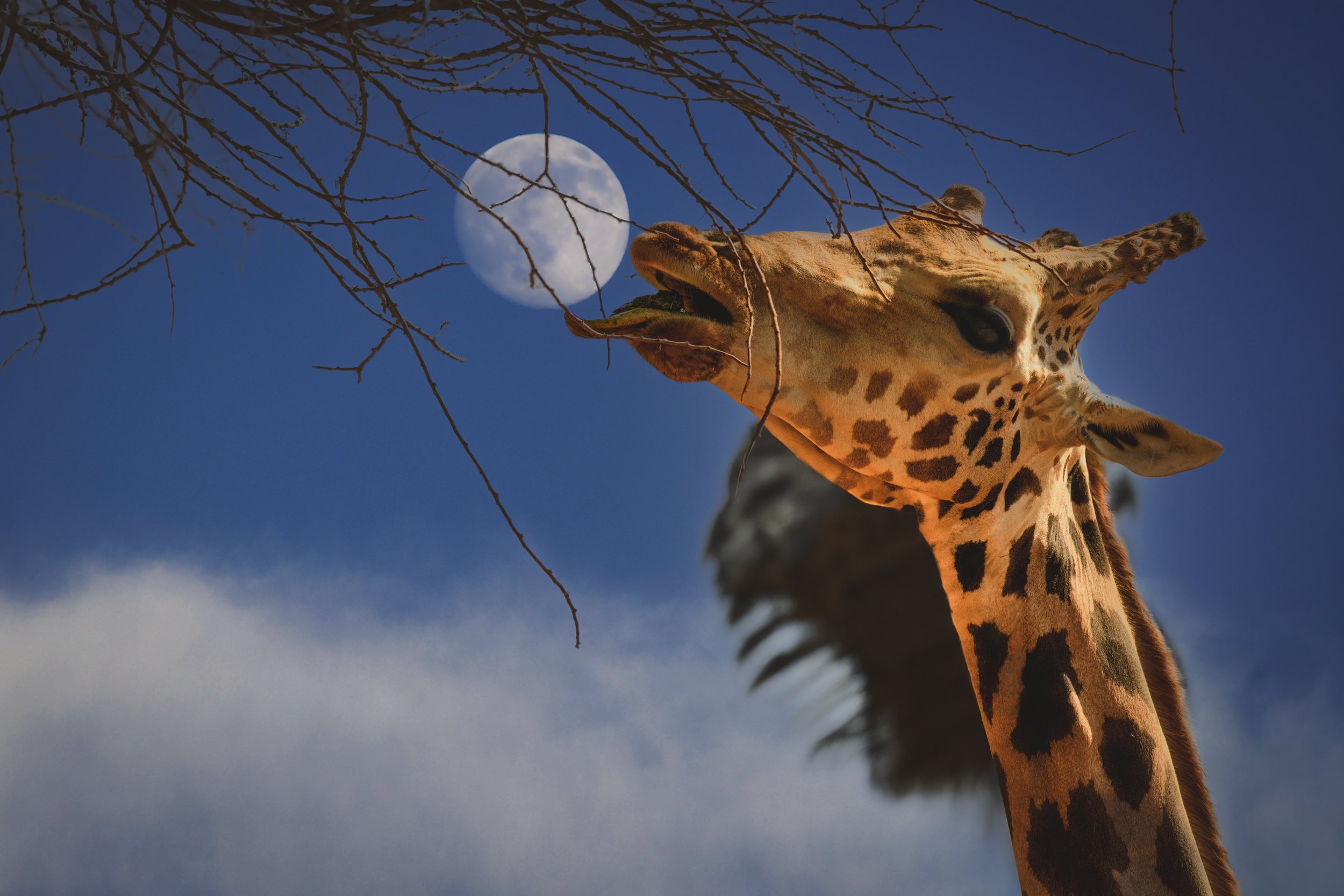Girraffe2.jpeg