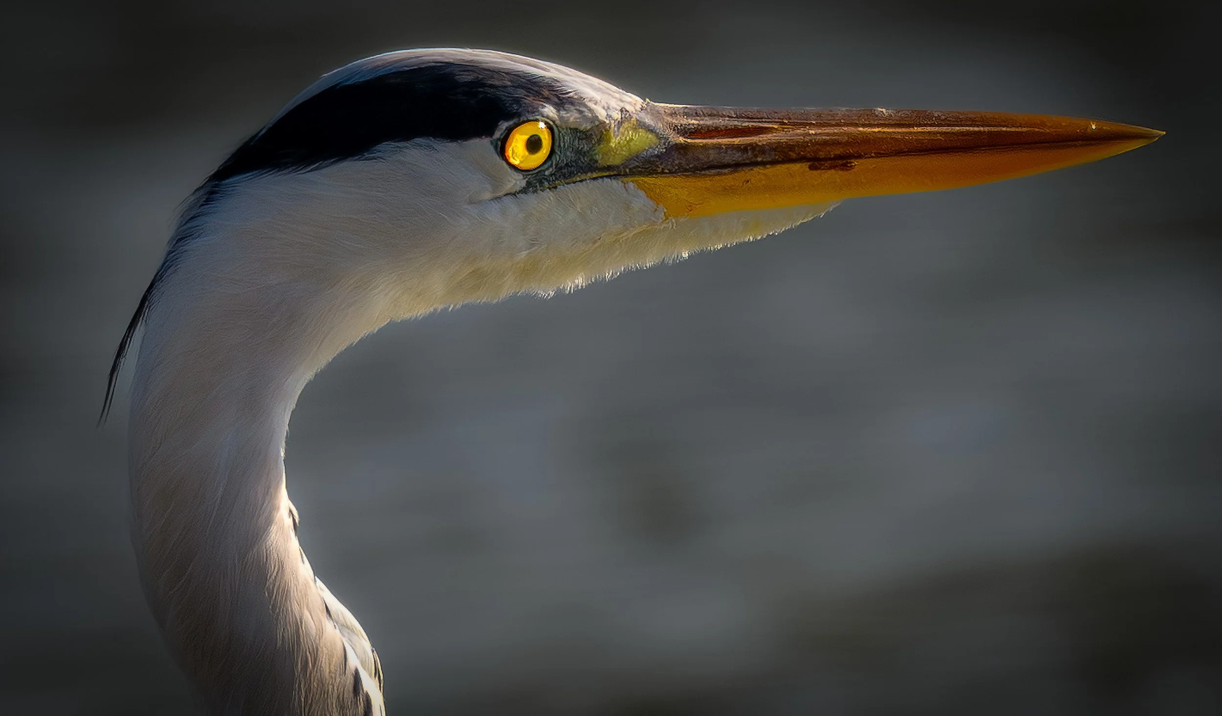 Great Heron Portrait.jpeg