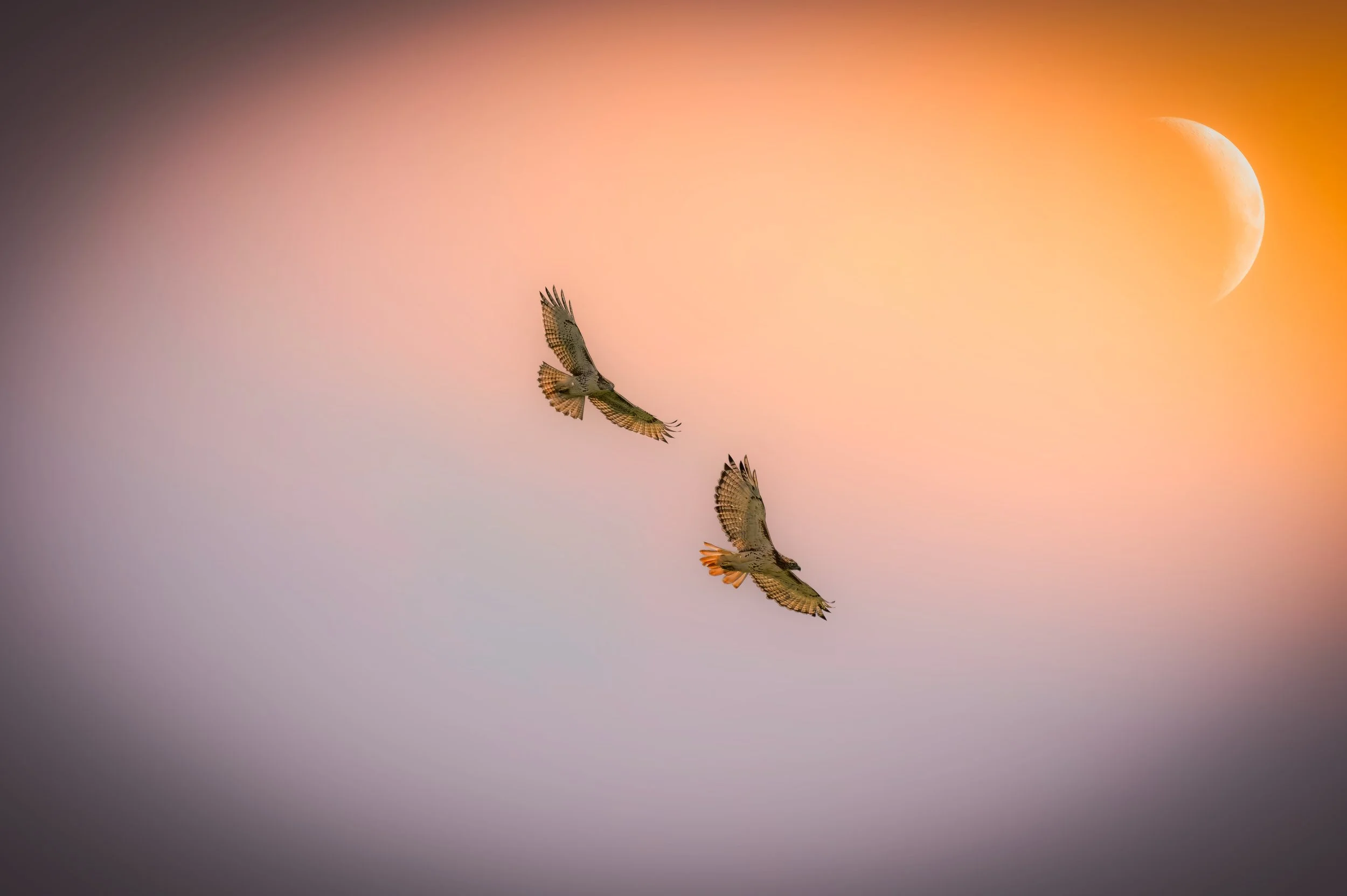 Two Ospreys.jpeg