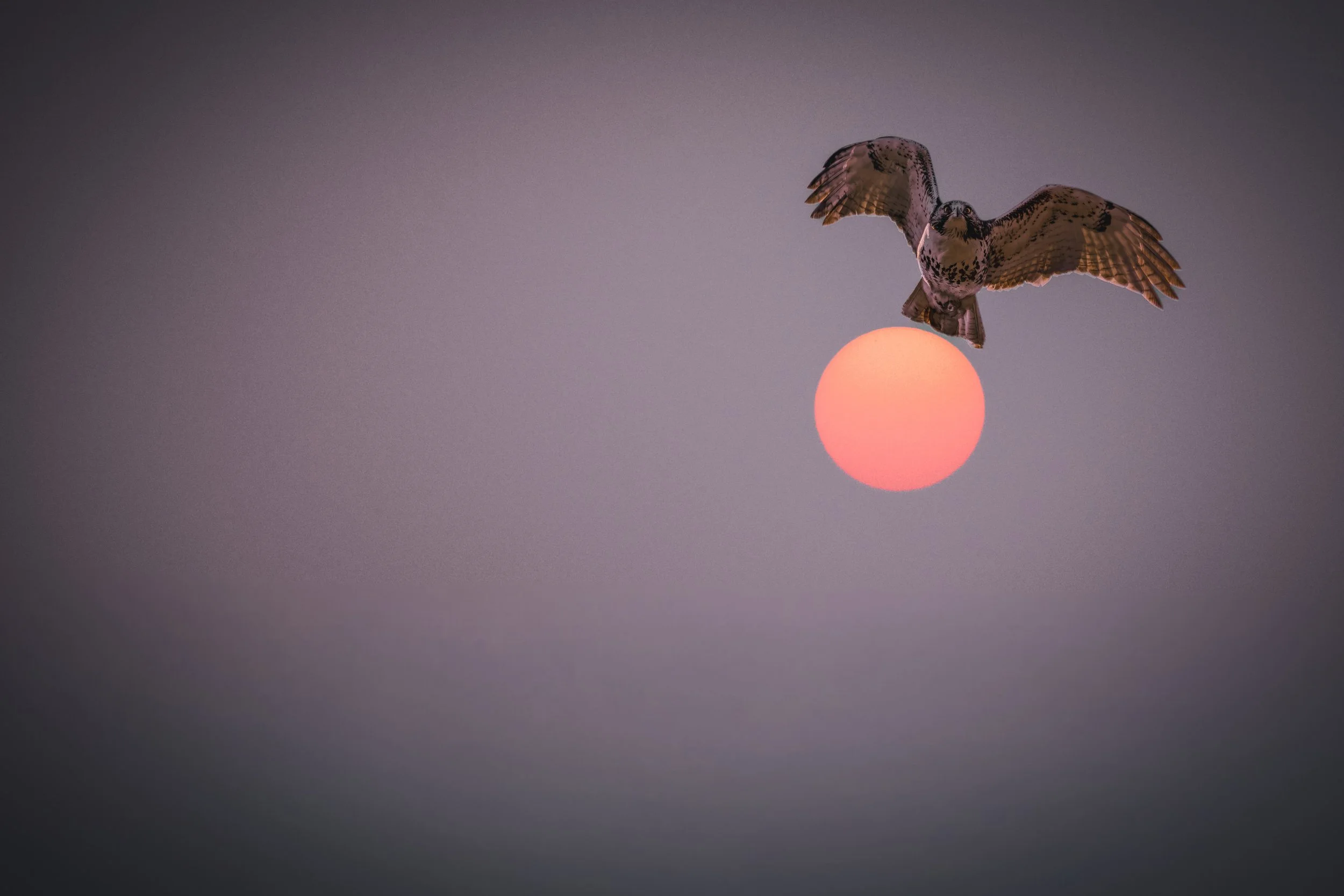 Red Sun Hawk.jpeg