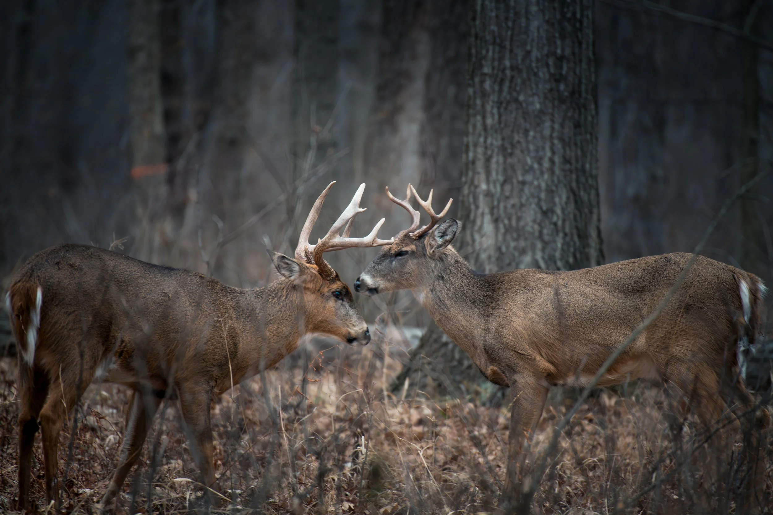 Sparring Deer 3.jpeg