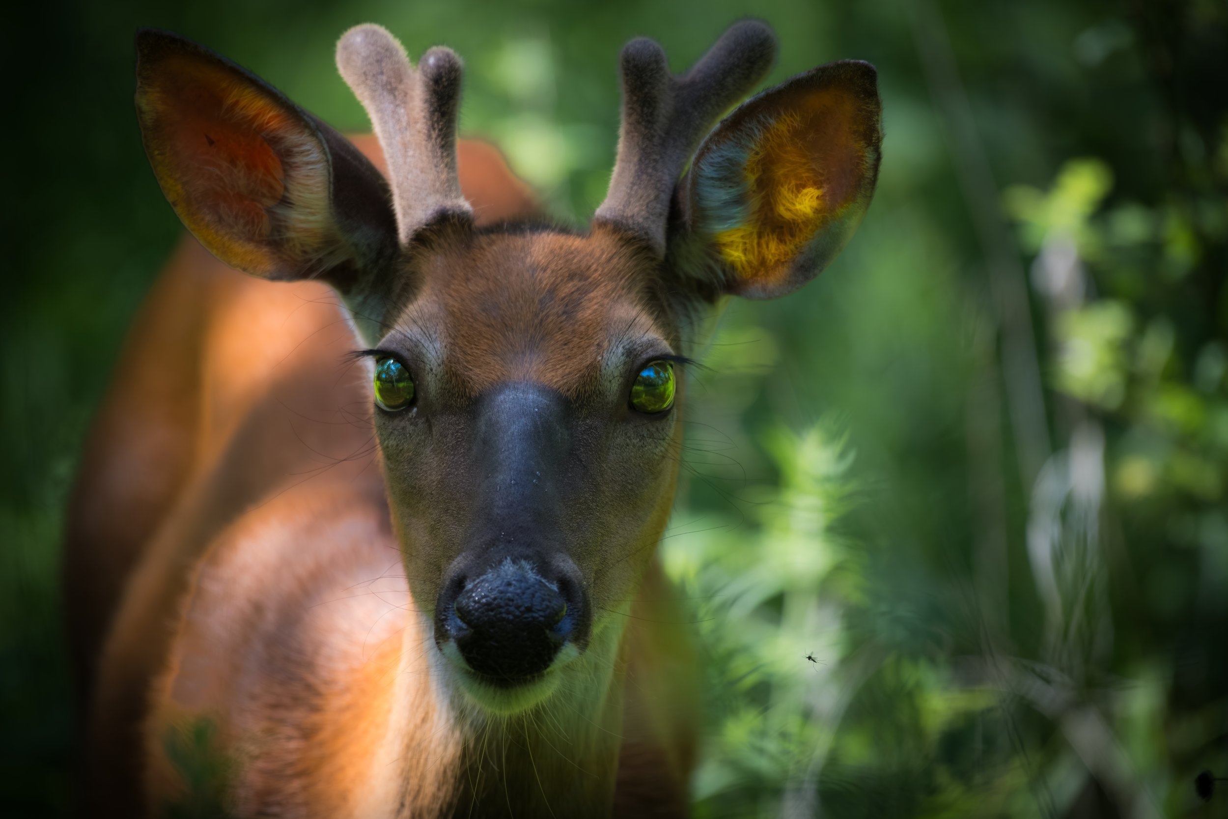Deer Hero Image.jpeg