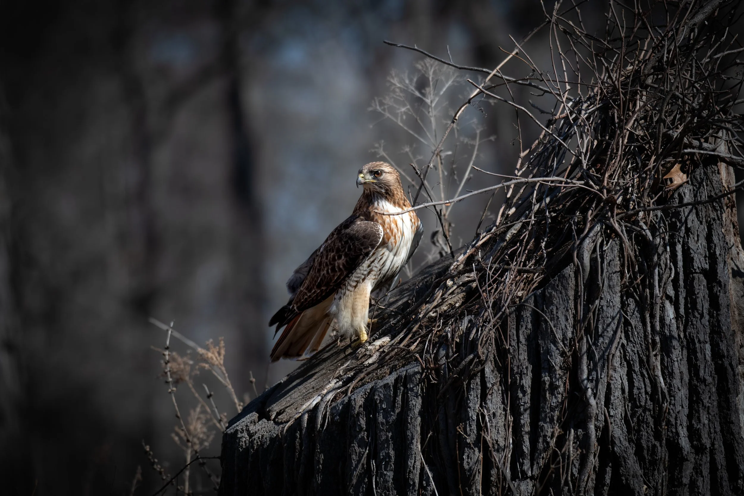 Hawk Redtail 414.jpeg