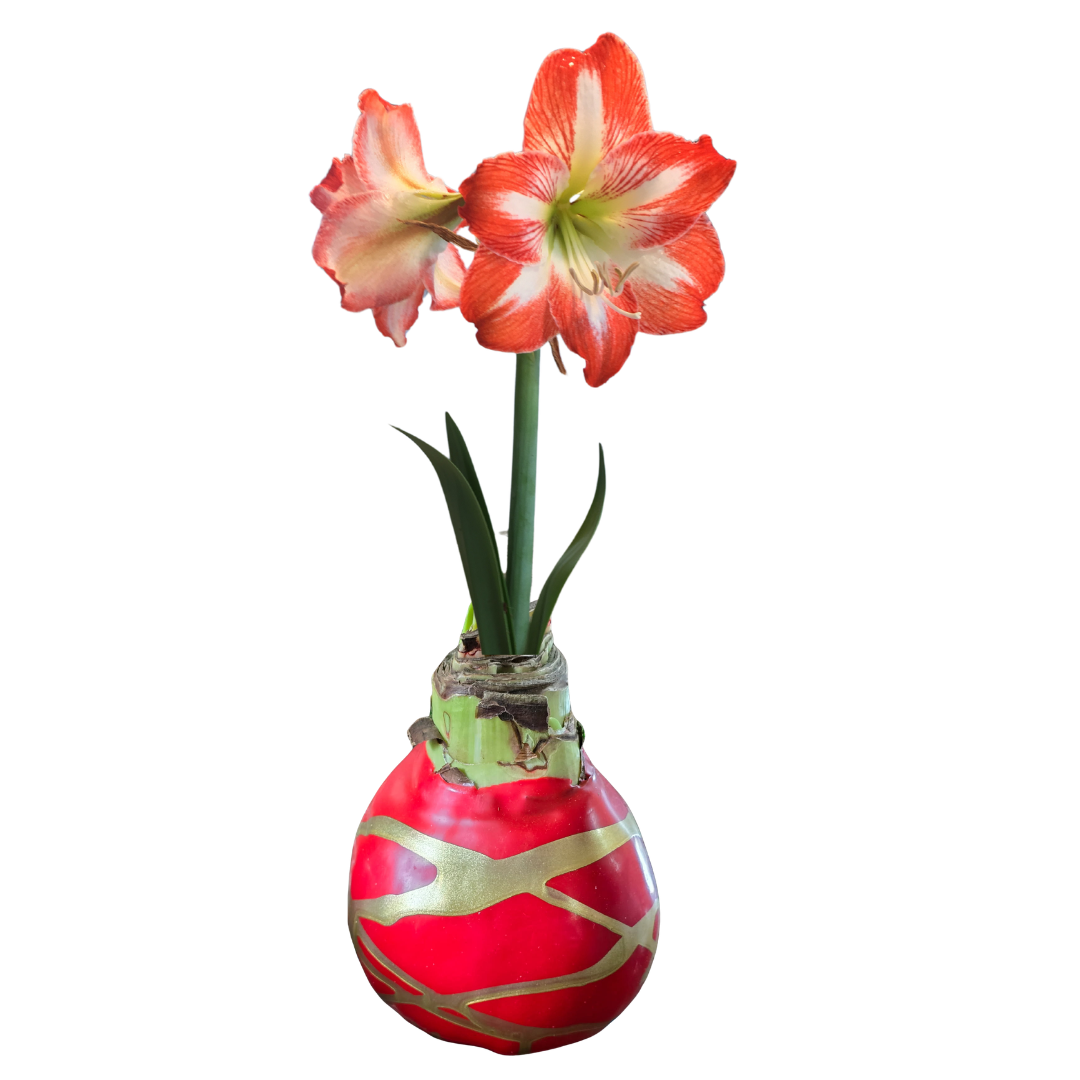Elegant Red and White Amaryllis