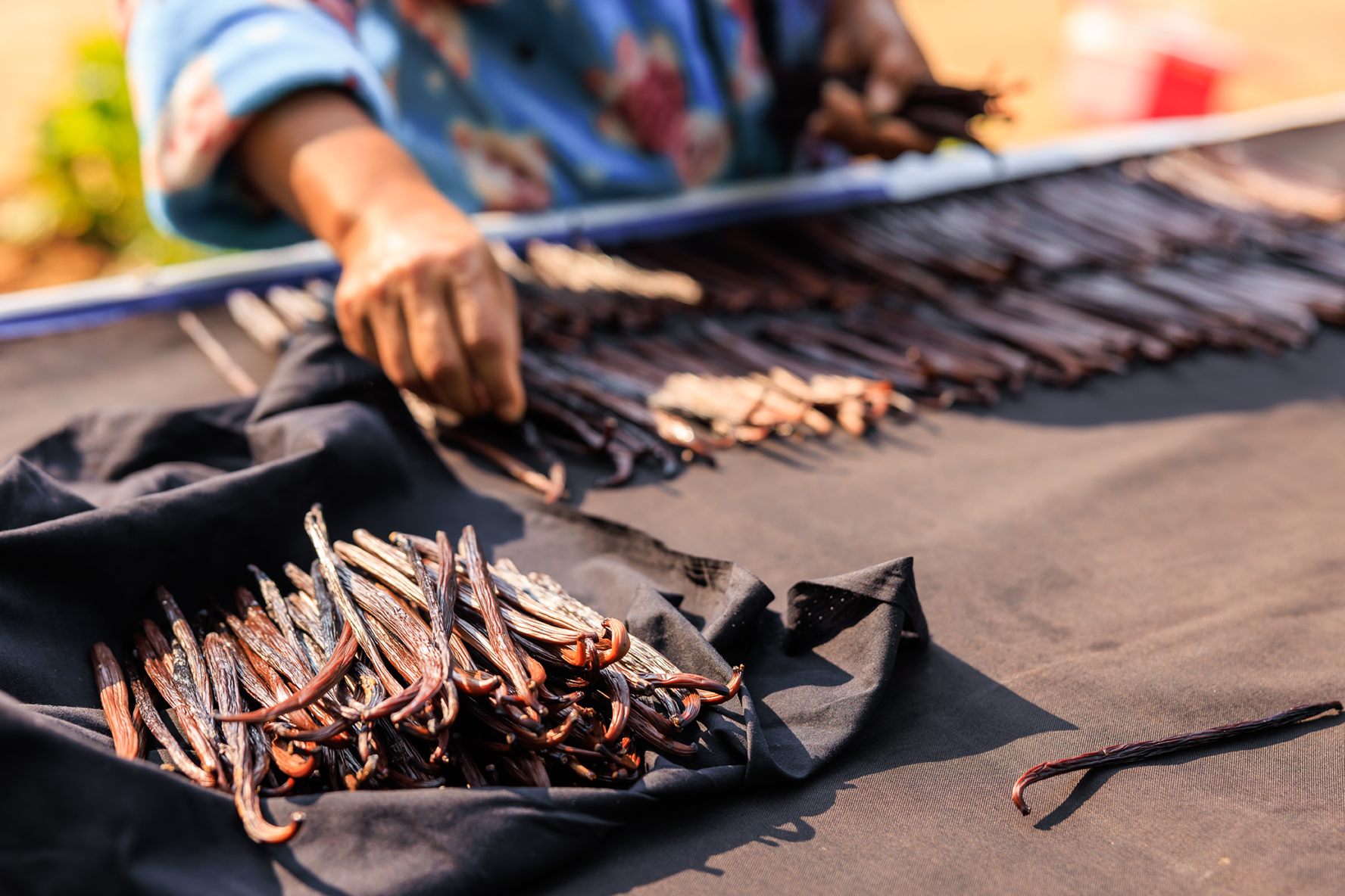 A person handling a large pile of raw PNG vanilla beans on a black cloth outdoors.