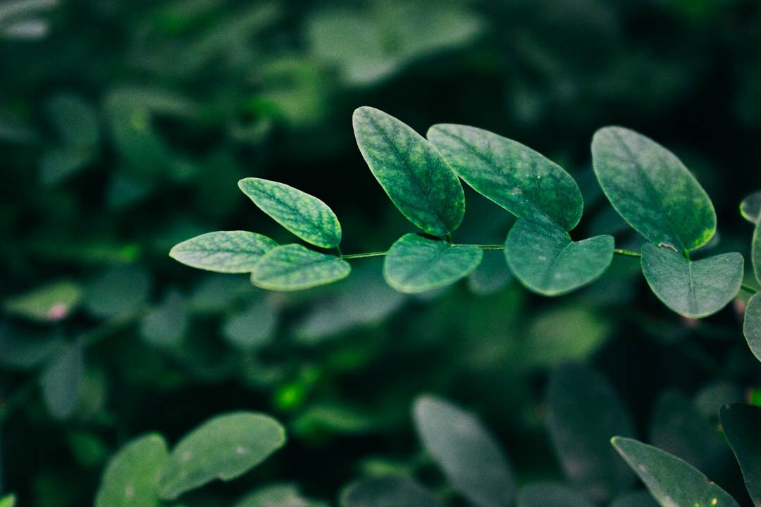 Close-up of green leaves on a plant with a blurred background.