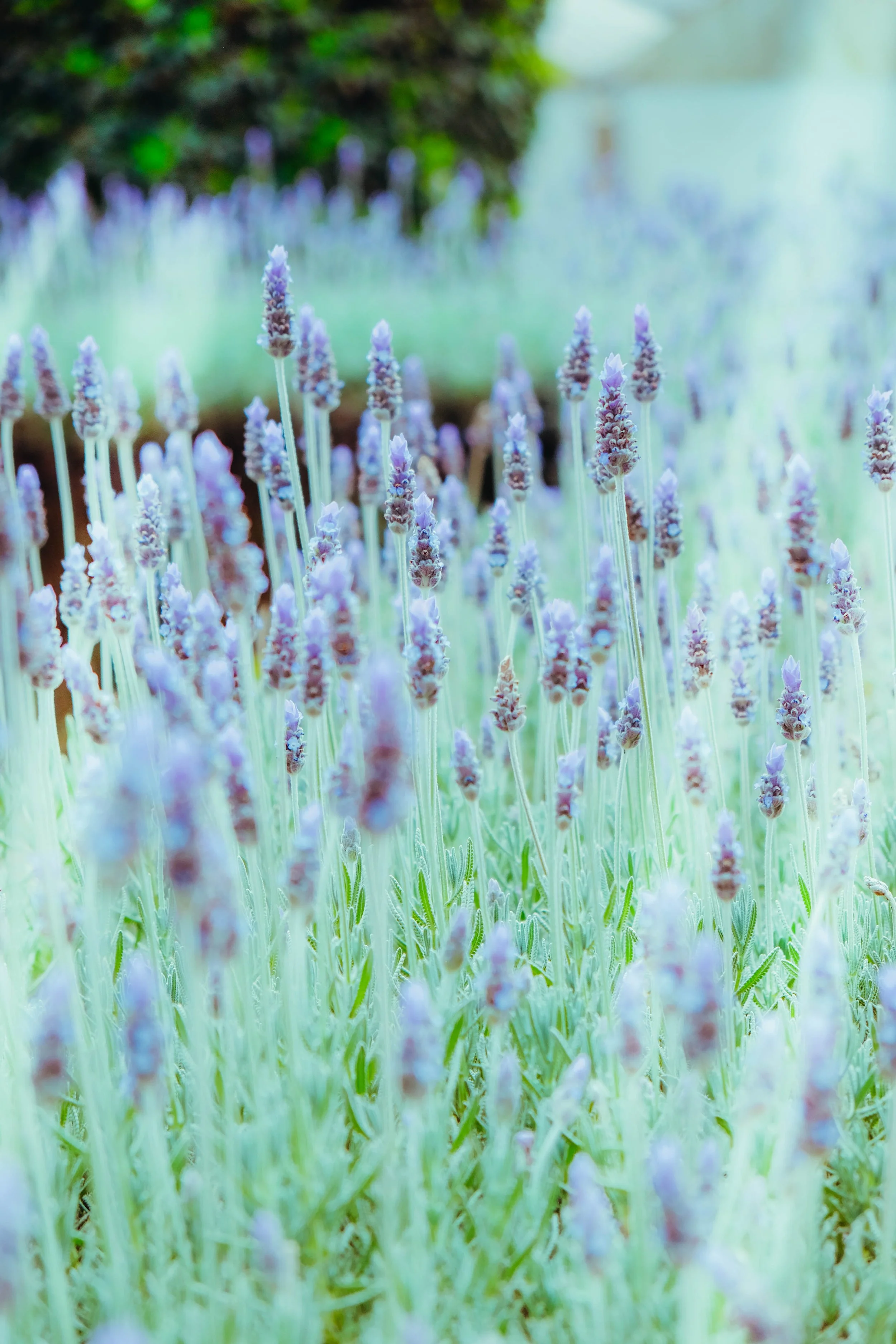 Close-up of lavender flowers in a garden.