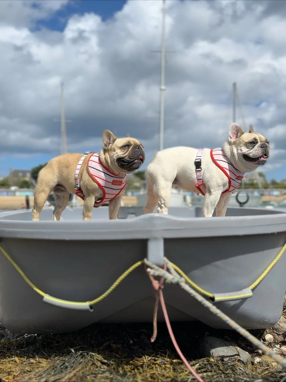 Autumn in Brittany, France🍁🍂

I&rsquo;ve been at my countryside house for the last month. October and November are actually the best months here if you have dogs - French beaches close to them May through September, so autumn is when Pearl, Rose an