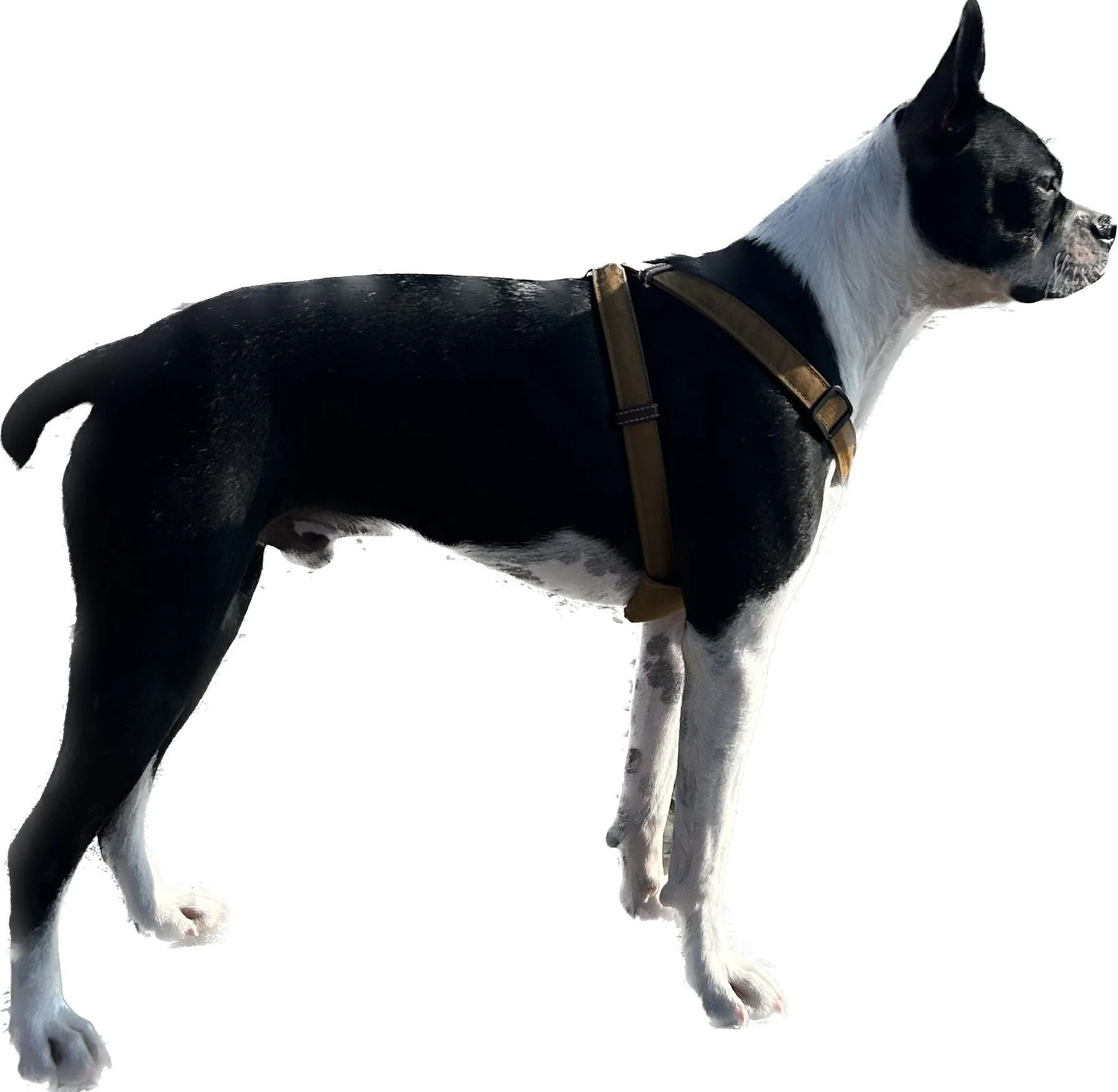 黒と白の犬がハーネスをつけて立っている