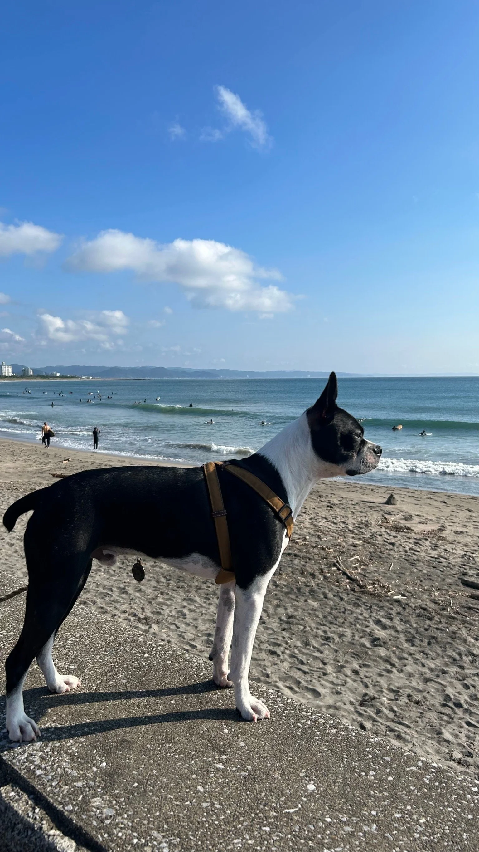 海岸で海を見つめる犬