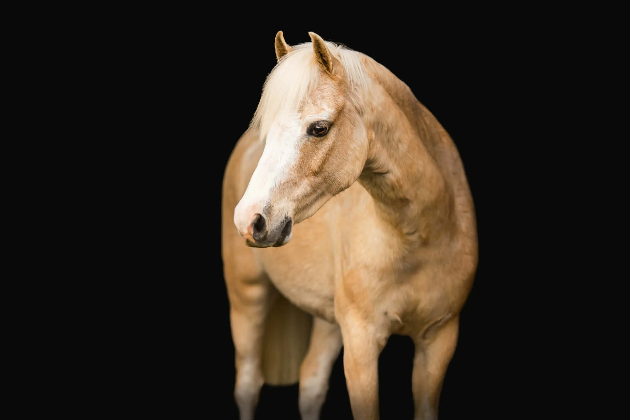A light-colored horse with a white mane standing against a black background.