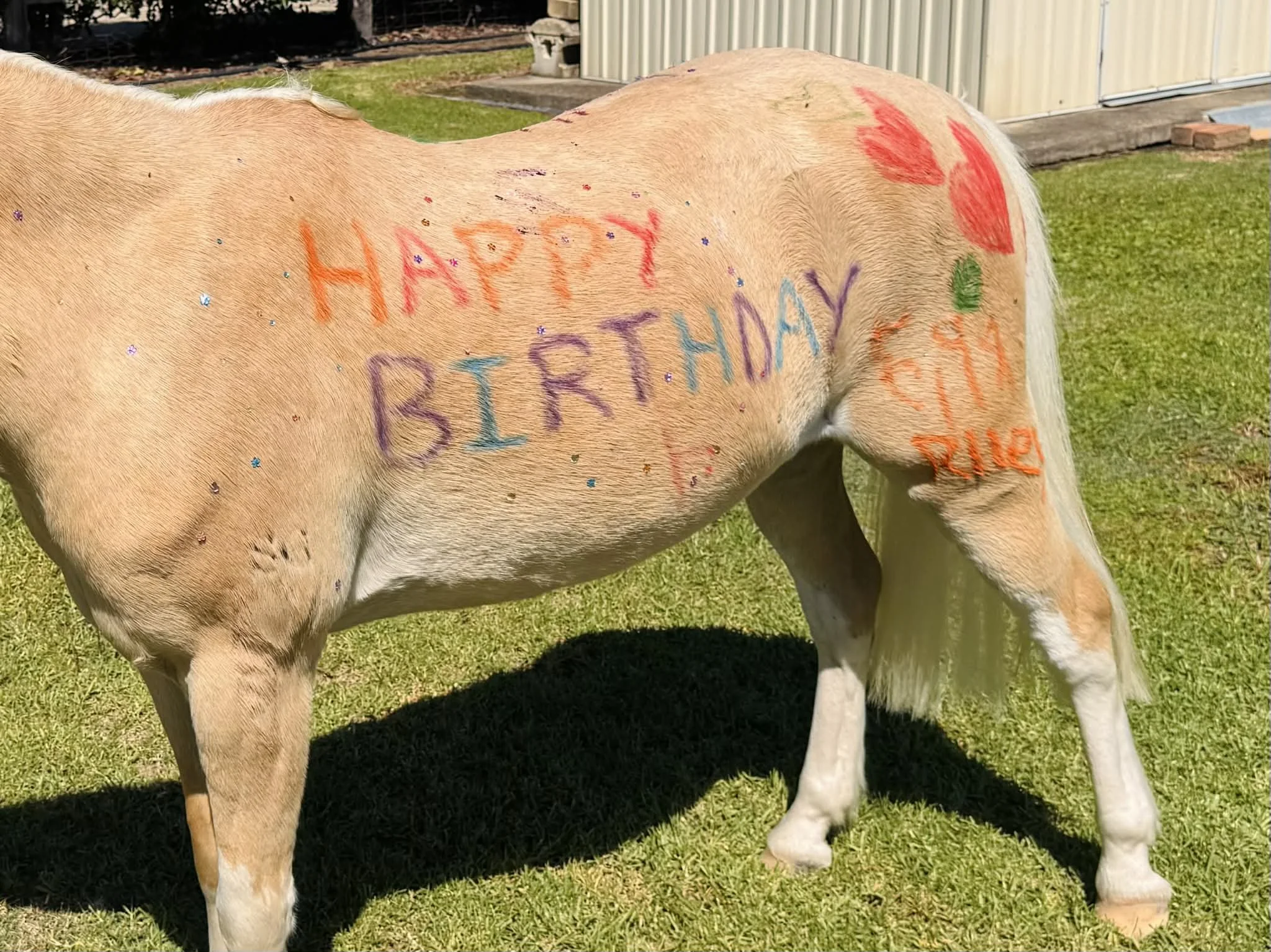 Patty The Pony standing on grass with colorful writing and drawings on its body, including the words 'HAPPY BIRTHDAY' in different colors and some red, green, purple, orange, and blue doodles.
