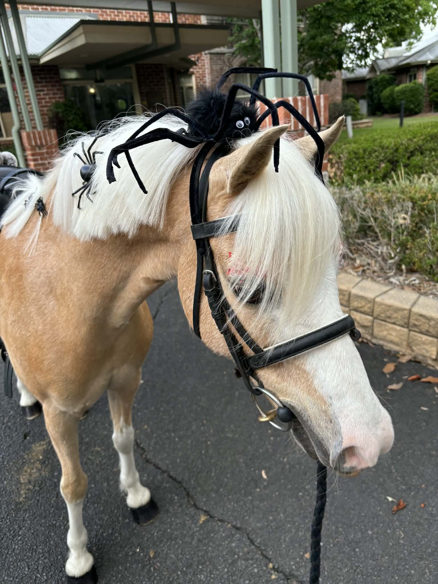 A close-up of a pasture-colored horse with a white mane, wearing a black halter, and a black plush spider costume with googly eyes sitting on its head.