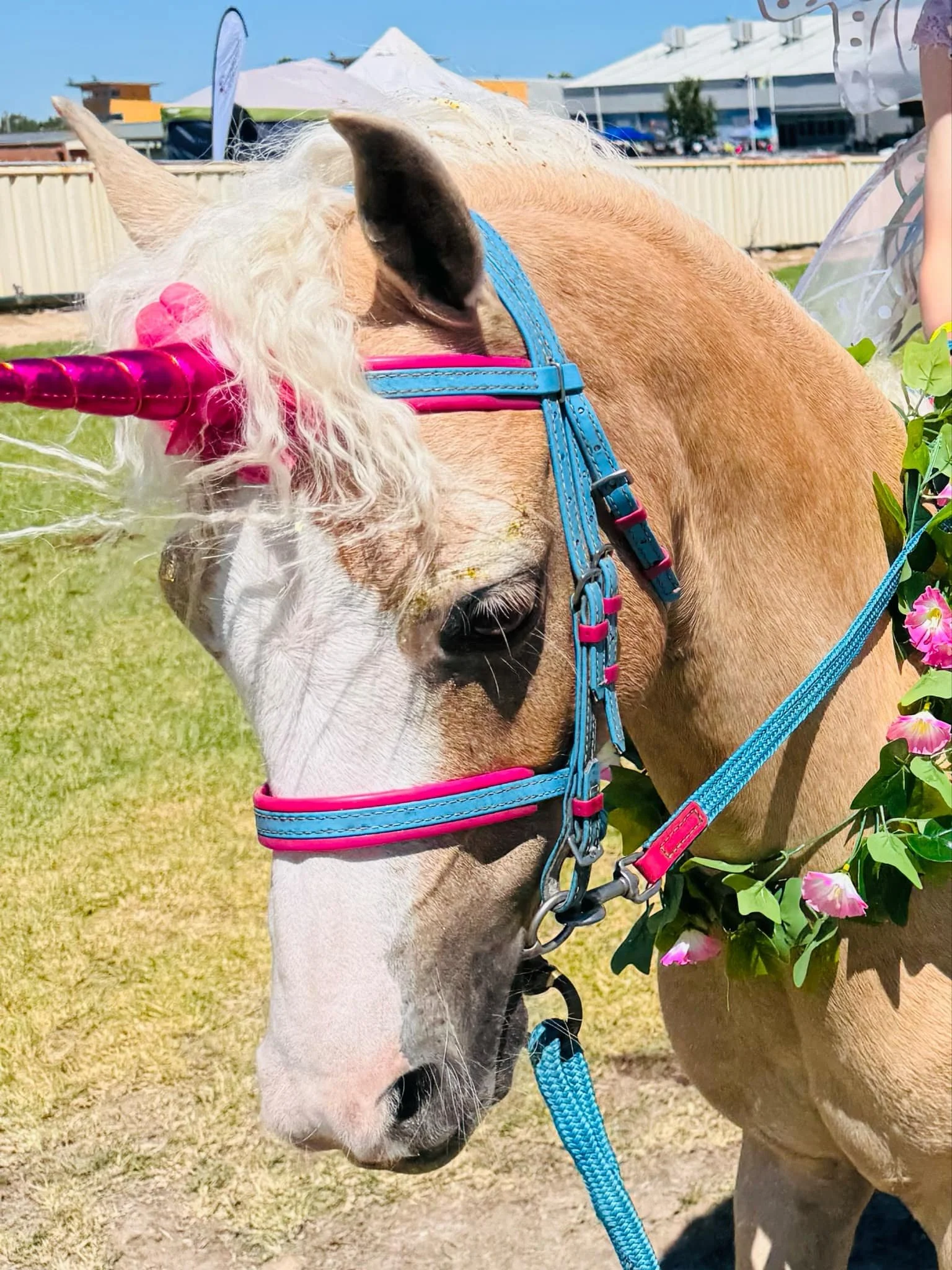 A young zebra with a black and white striped face, wearing a pink harness, and a tan-colored horse with a blue bridle and pink accents on a grassy field, with tents and structures in the background.