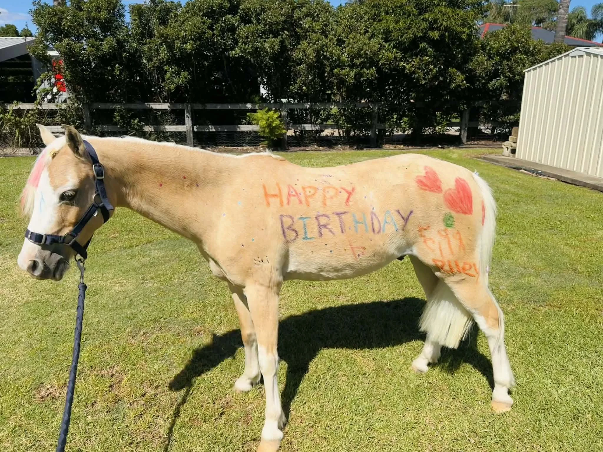 A white horse with brown patches on its body, standing on green grass in a backyard, with a fence, trees, and a shed in the background. The horse has colorful drawings and words on its side, including 
