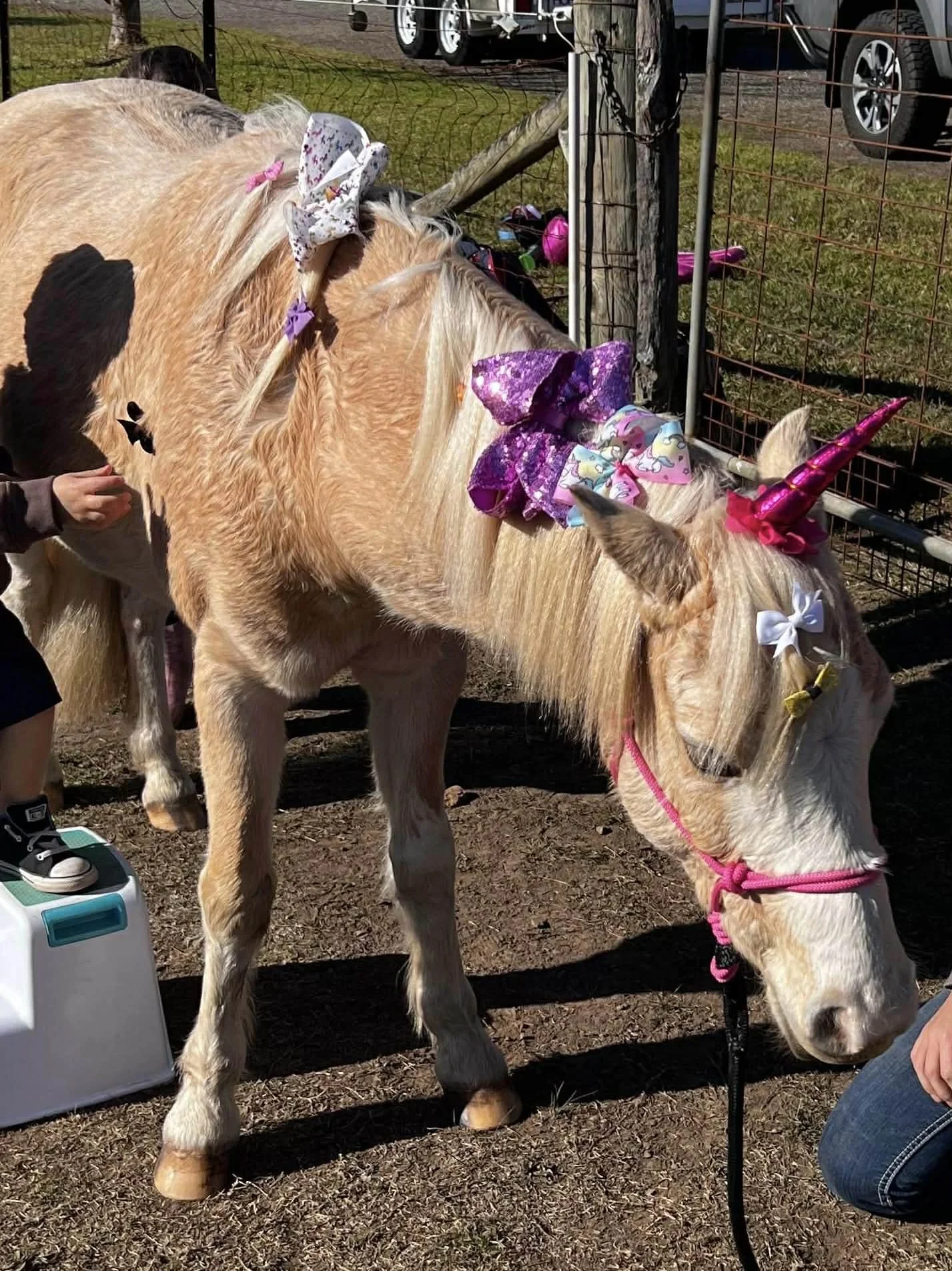 A small kid dressed as a unicorn with a pink harness petting a golden horse with unicorn horns and big bows on its head, in a fenced outdoor area.
