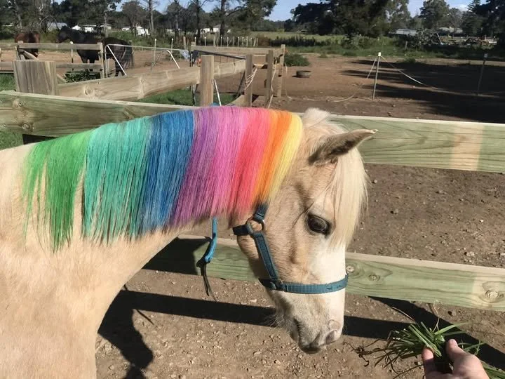 A light-colored horse with a rainbow-colored mane being fed green leaves at a farm or ranch with fences and trees in the background.