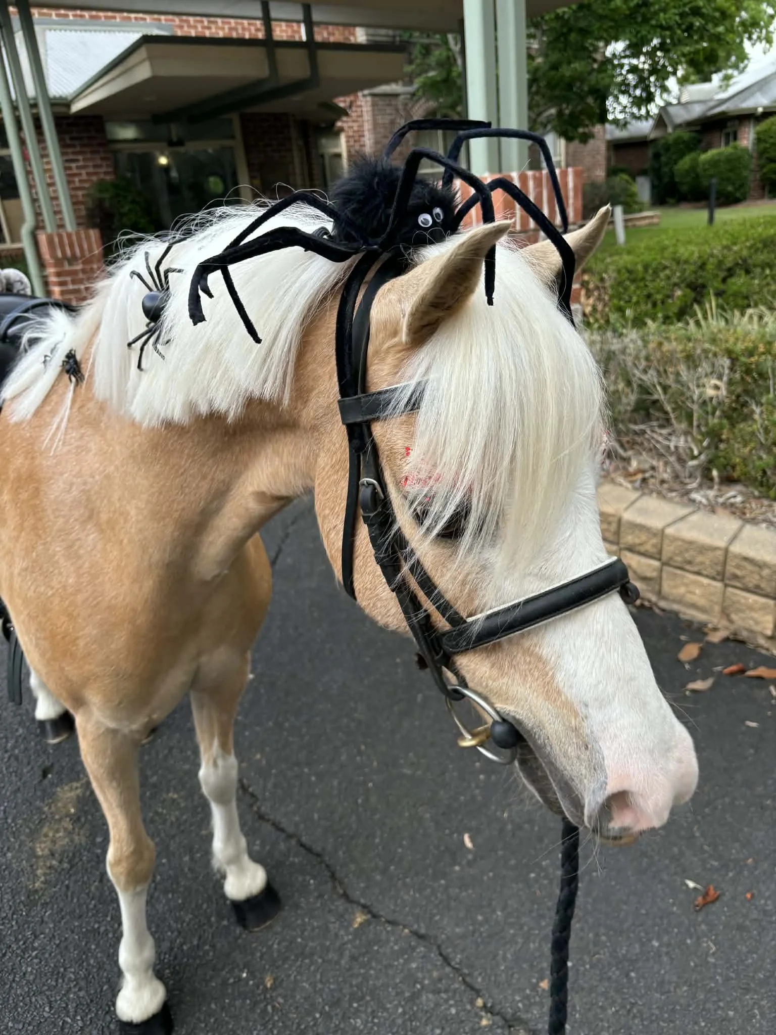 Patty The Pony a costume with a large black spider on its back, which has googly eyes and legs made of pipe cleaners, on a paved outdoor area with a brick building and greenery in the background.