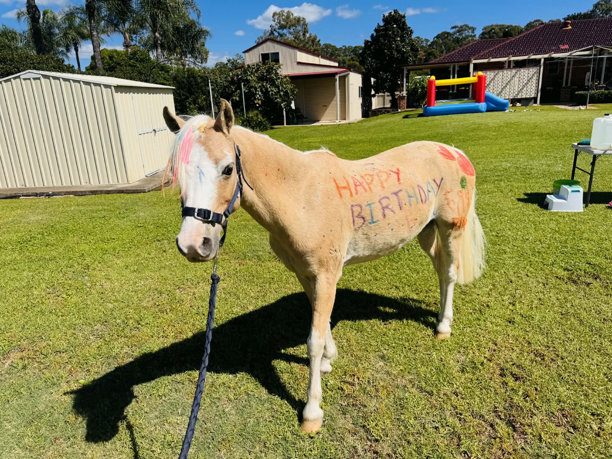 A light brown horse standing on green grass in a backyard, with graffiti that says 'HAPPY BIRTHDAY' on its side, and a colorful inflatable slide in the background.