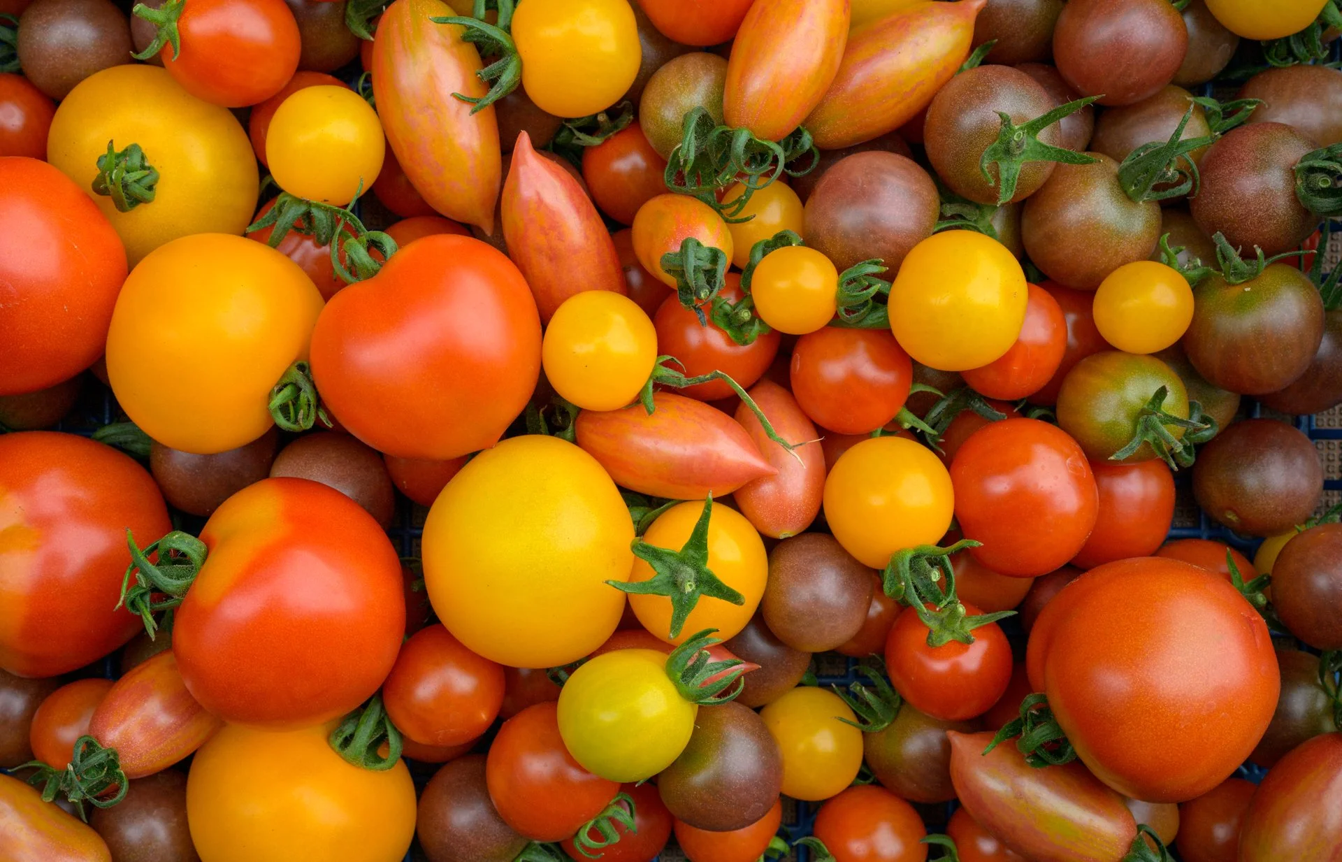 What we’re growing this year