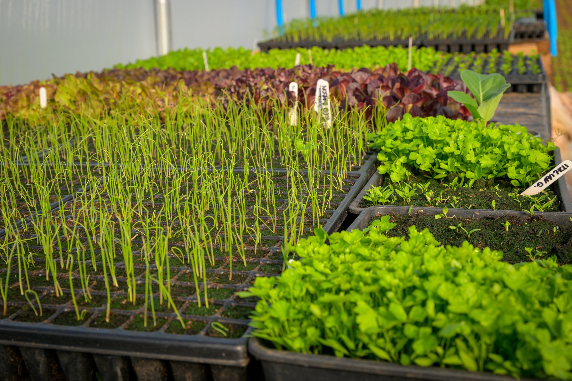 Plant sale 9th and 10th May