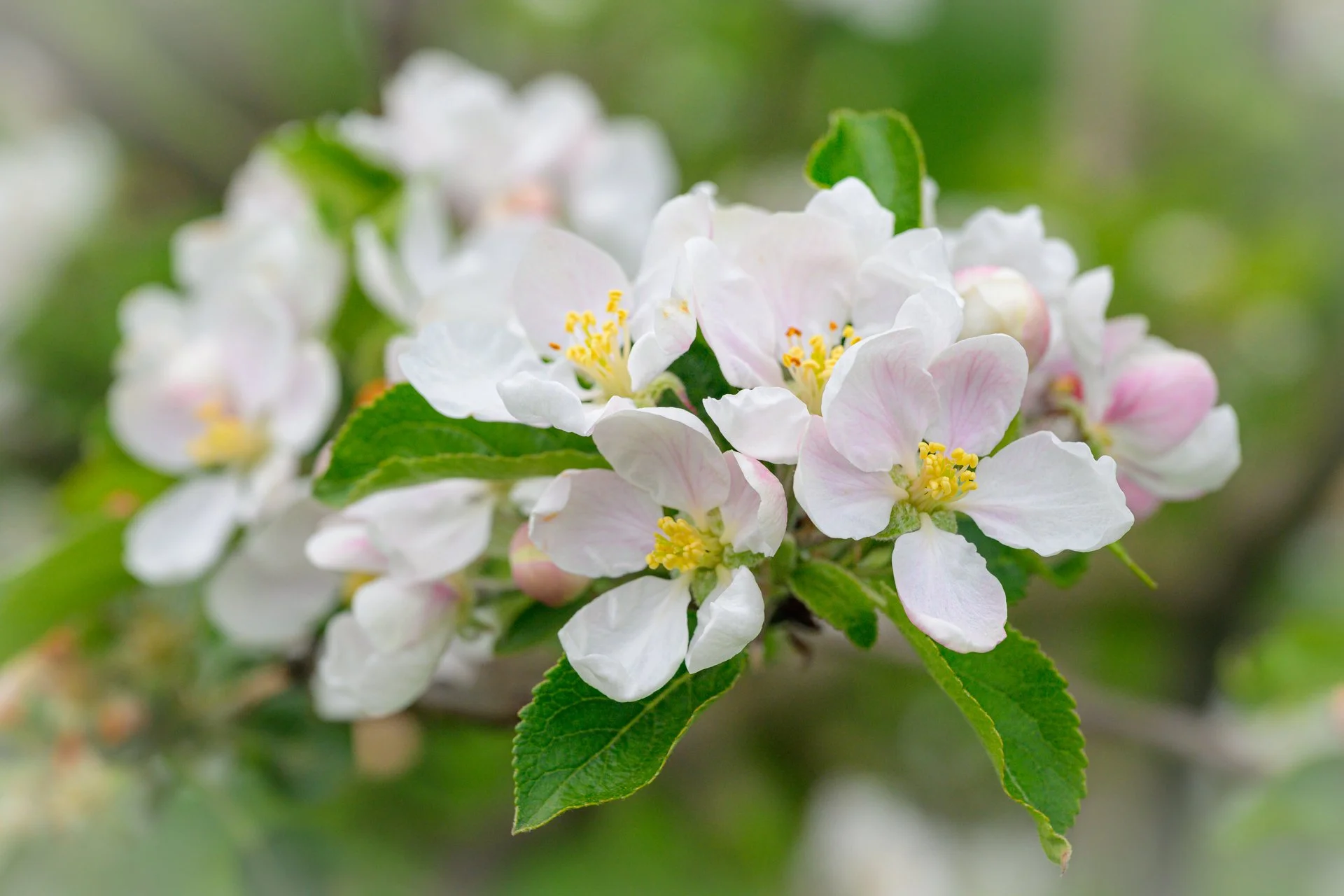 Summer Pruning Workshop - 6th September