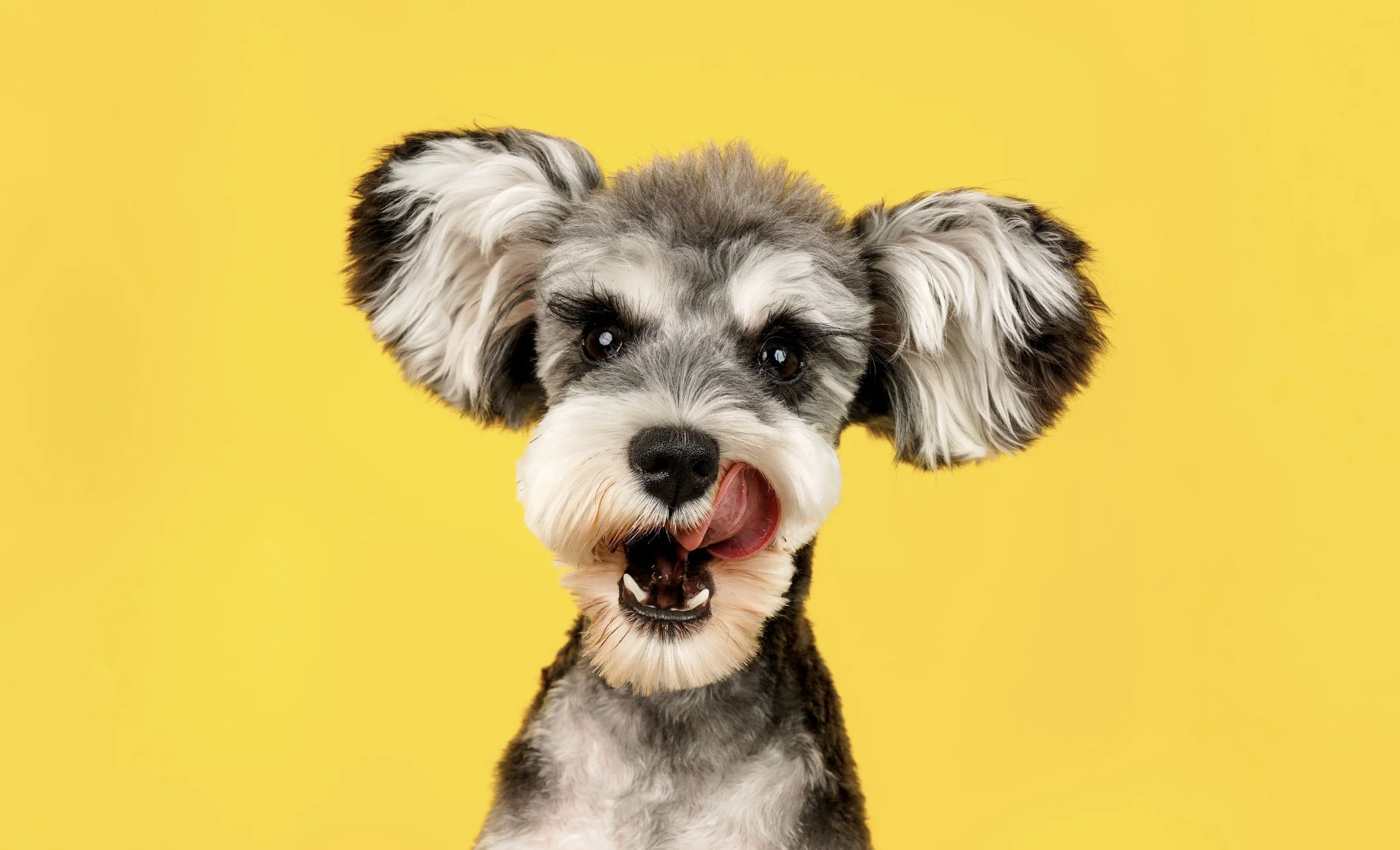 Gray and white schnauzer dog licking its lips against a yellow background.