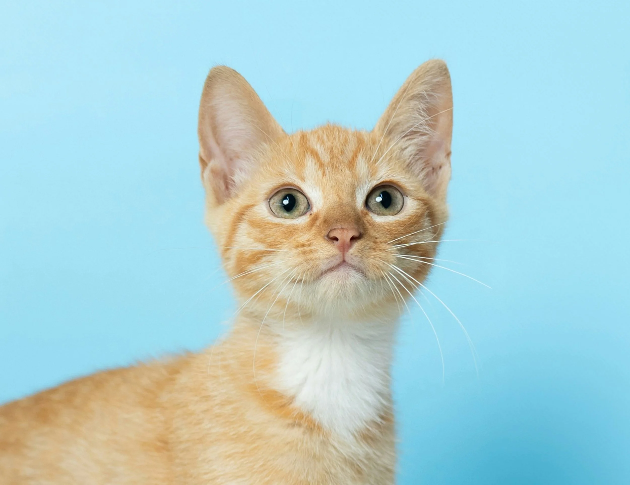 Orange tabby kitten with blue background.