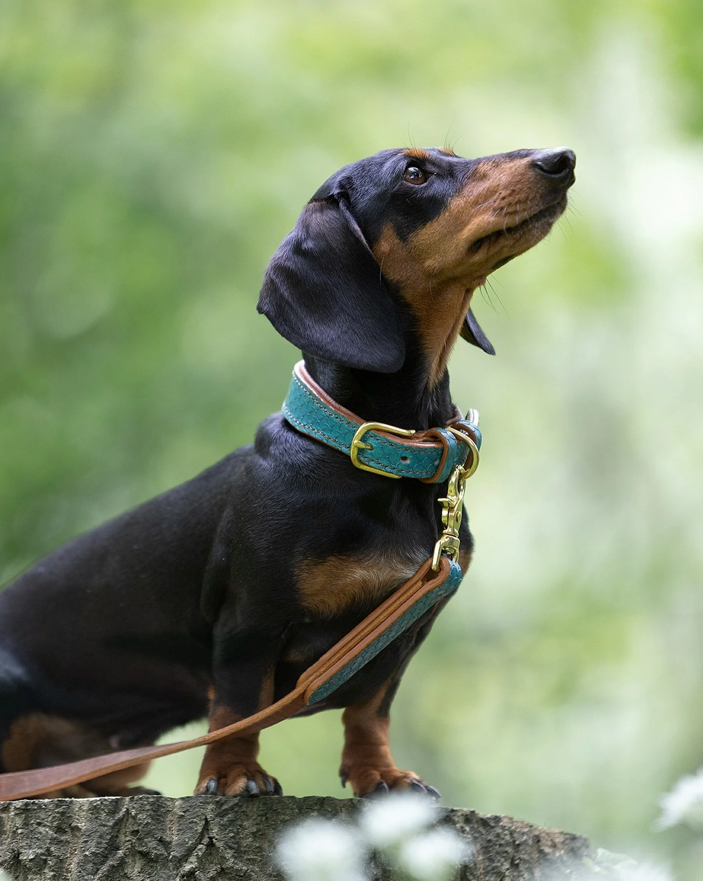 💙 Kleine Bamm Bamm, grosse Persönlichkeit 🤎
 
Manchmal braucht es nicht viel, um zu zeigen, wie besonders ein Hund ist – nur das richtige Set.
Die Zwergdackel-Dame trägt unser SILVA Halsband mit der ALLEGRA – handgefertigt in