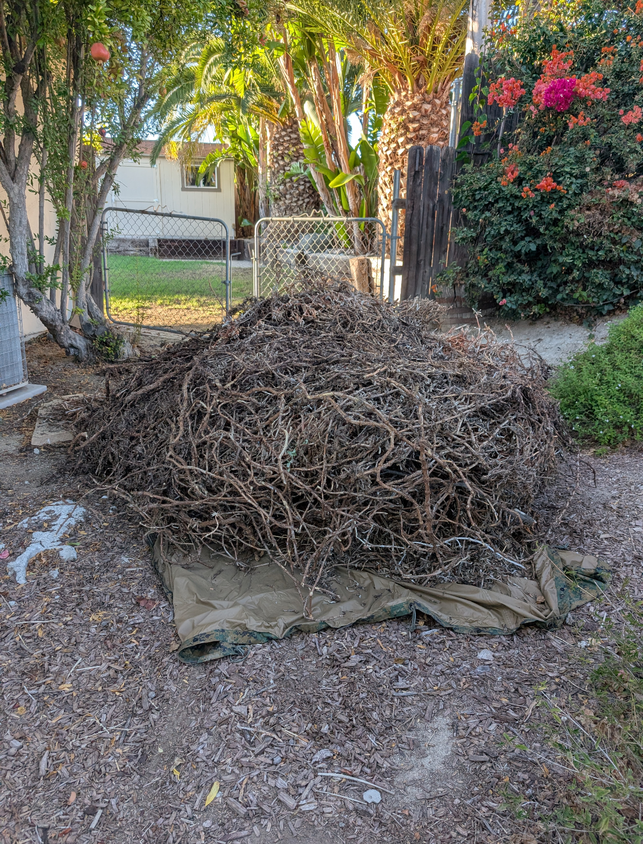 A Giant pile of roots, this thing was tougher than it looks