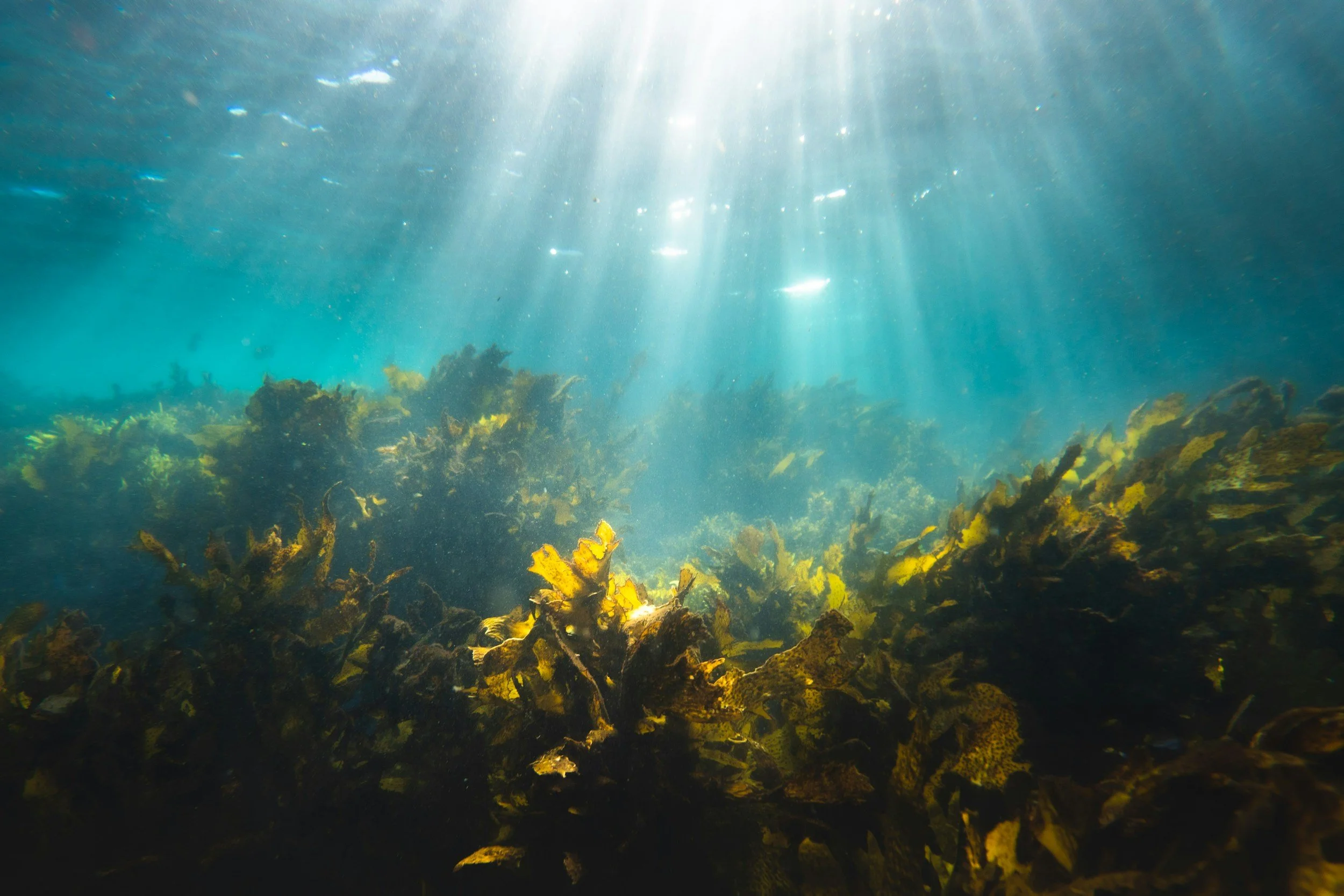 Underwater scene with sunlight streaming down on rocks and seaweed.