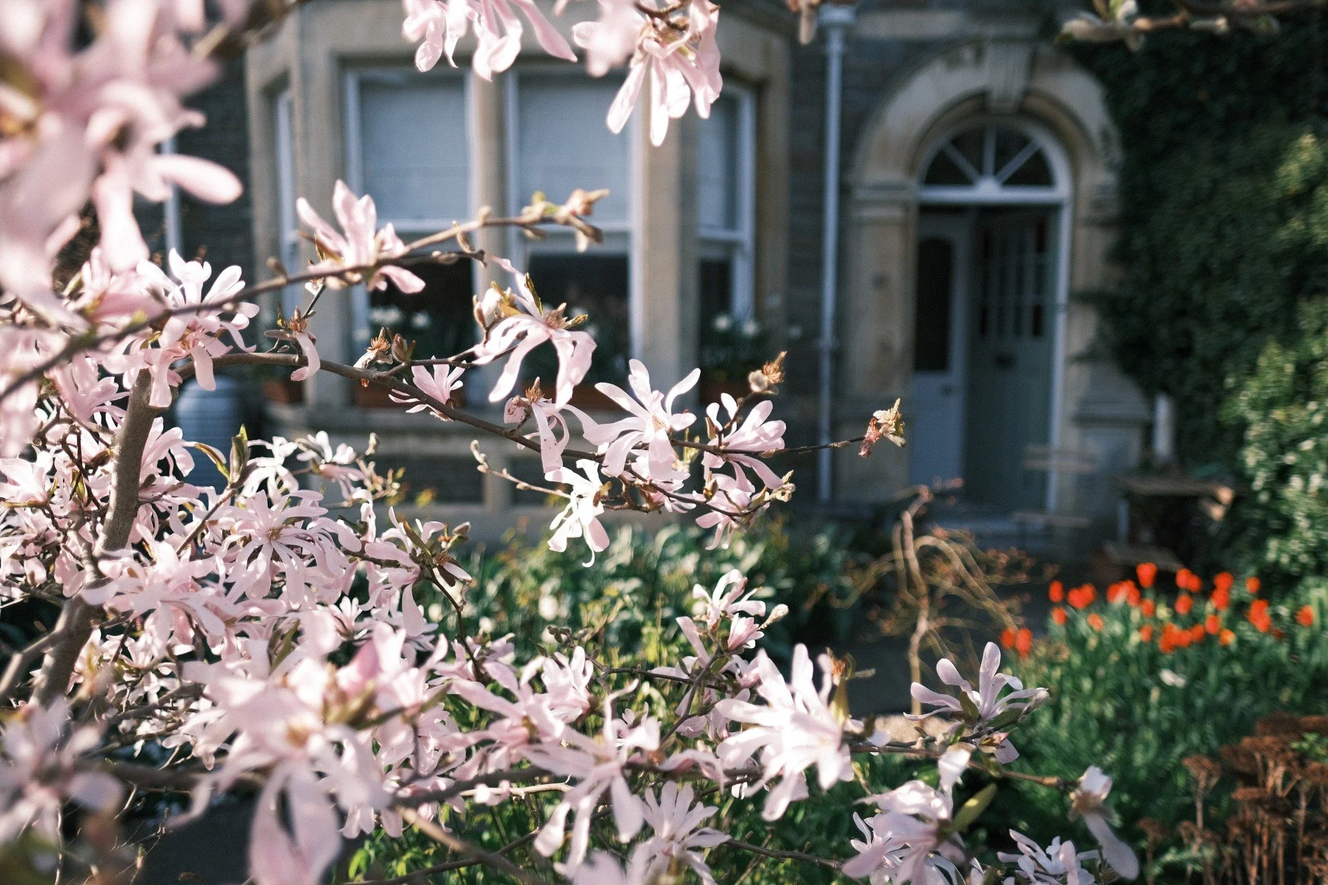 Pink flowering shrub in front of a house with a large arched window and a door, with a garden and orange tulips in the background.