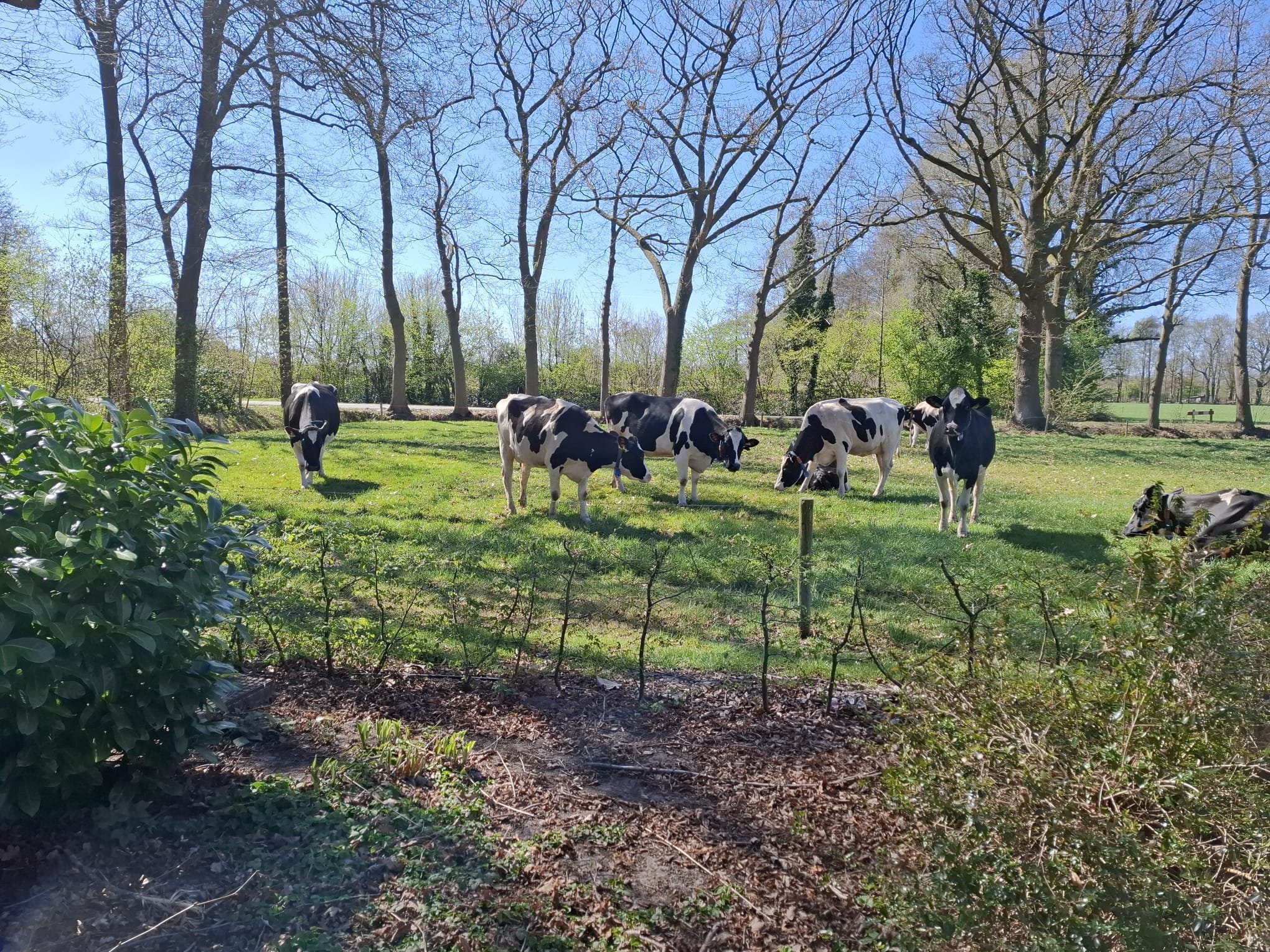 De koeien weer de wei in!