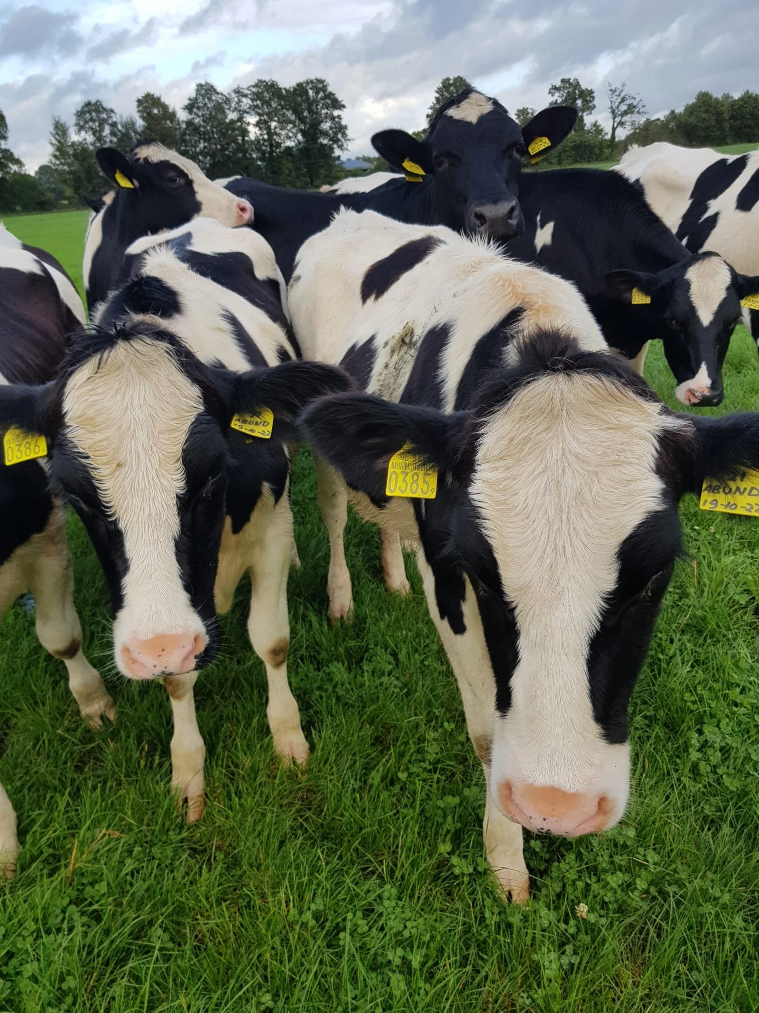 De koeien gaan naar buiten!