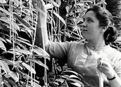 Woman harvesting spaghetti from a tree in a humorous vintage photograph.