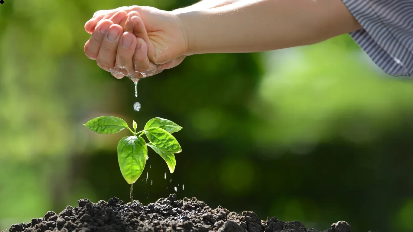 Two hands, one of a adult and one of a child, letting water drip out of their hands that are cusped together. This waterfalls until a sapling plant directly underneath their hands.